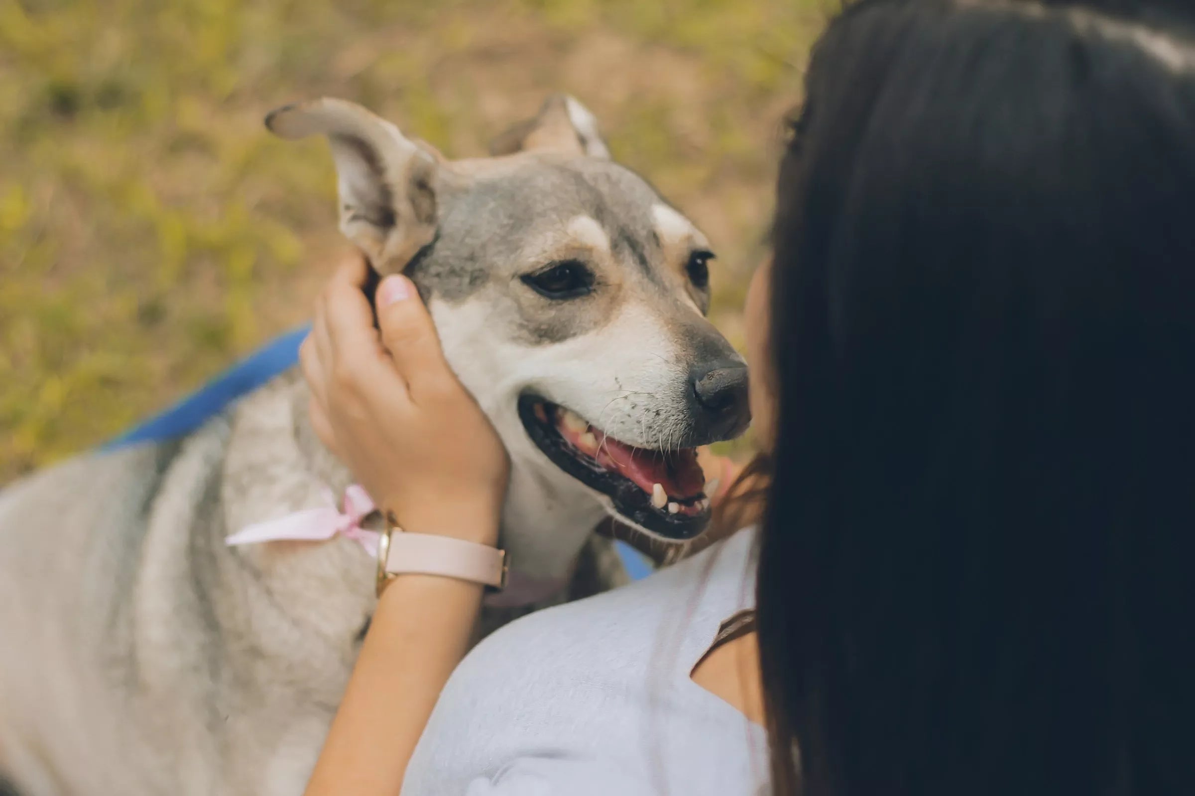 Do Dogs Recognise Faces? (What Science Says)
