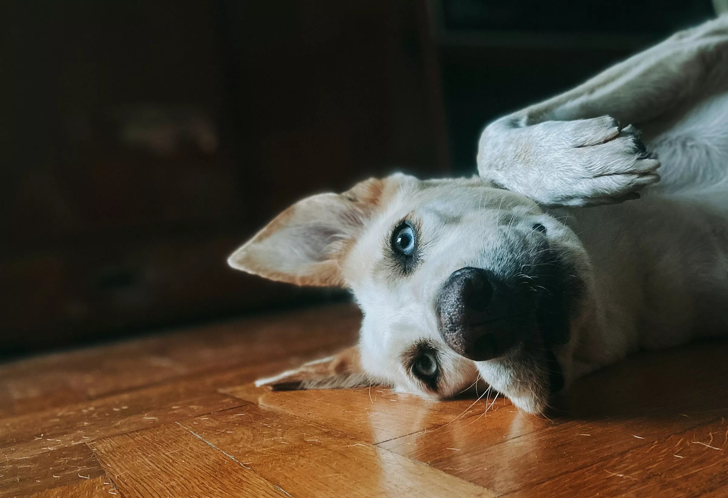 8 Signs Your Dog Is More Intelligent Than Average