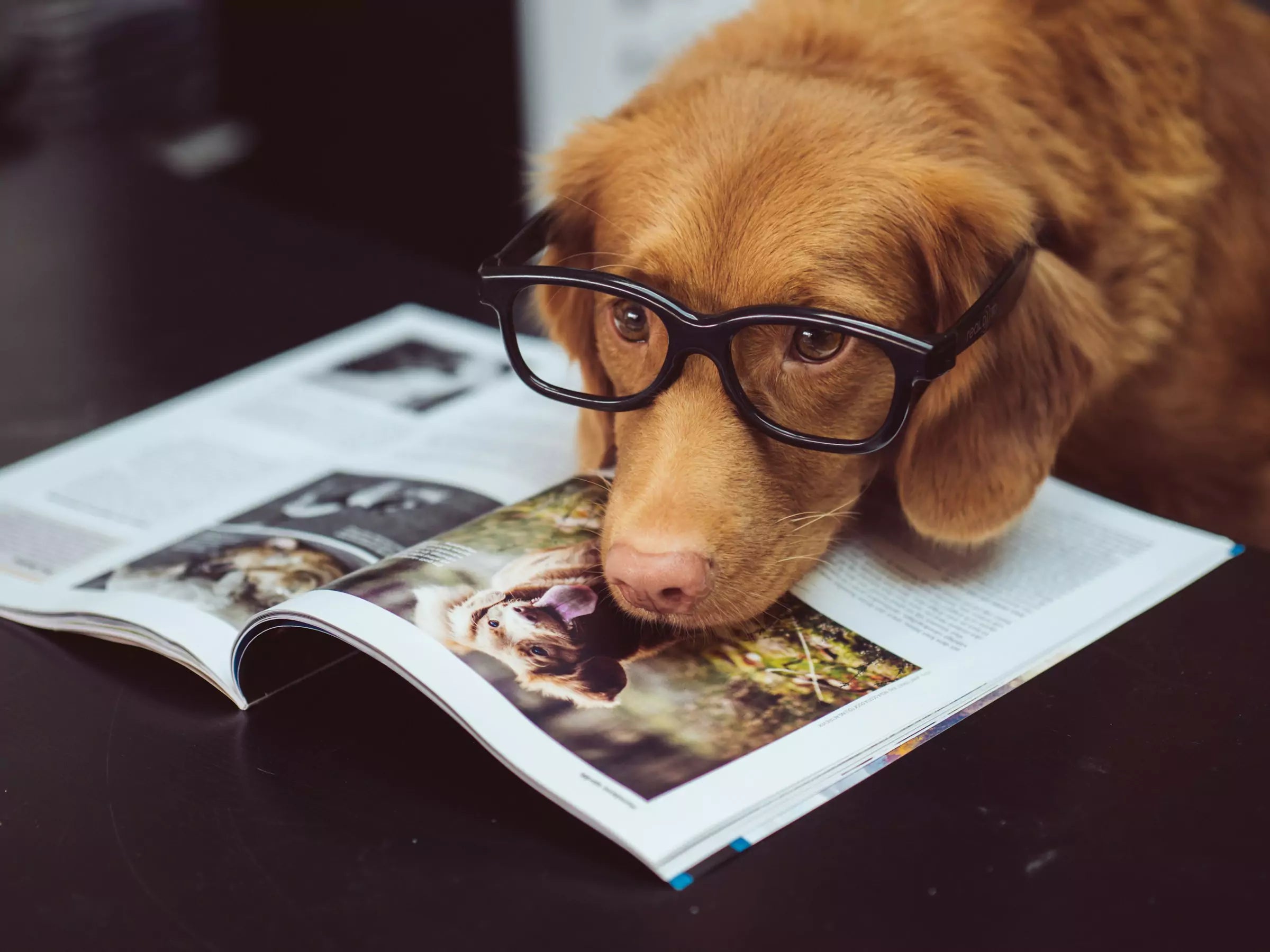 How Dogs Learn Best Canine Culture