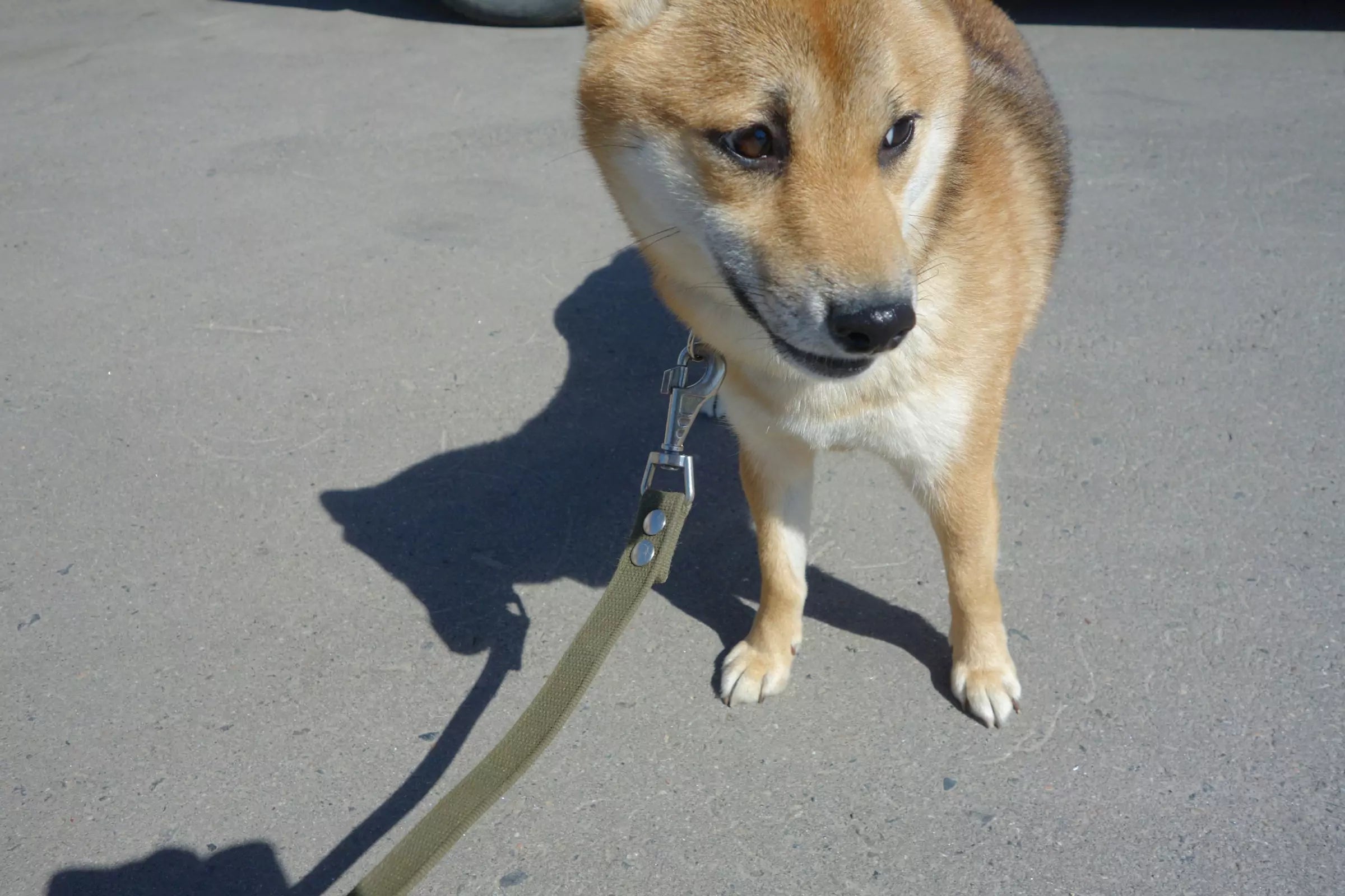 How Hot Is Too Hot for a Dog's Paws