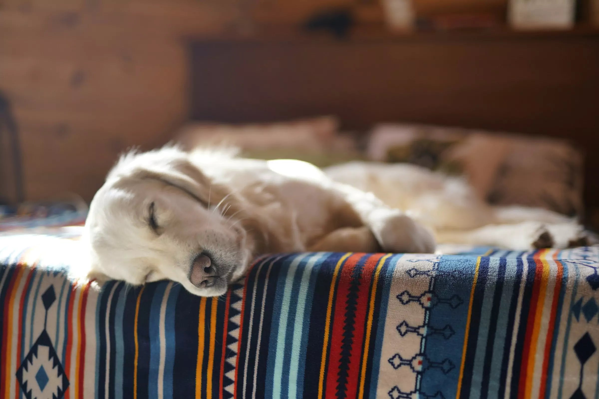 How Long Should My Dog Be Sleeping Canine Culture