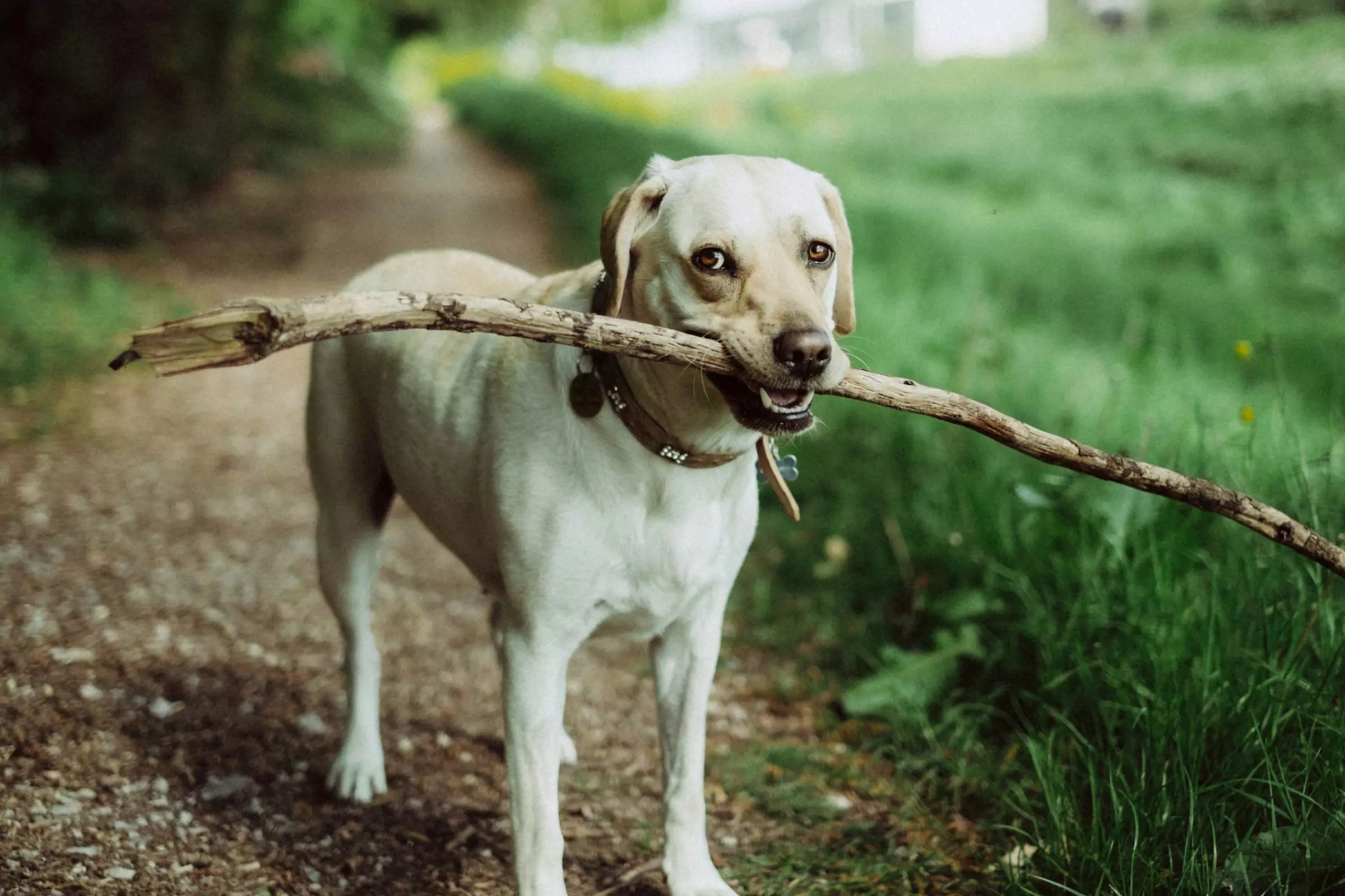How Much Exercise Does My Dog Need