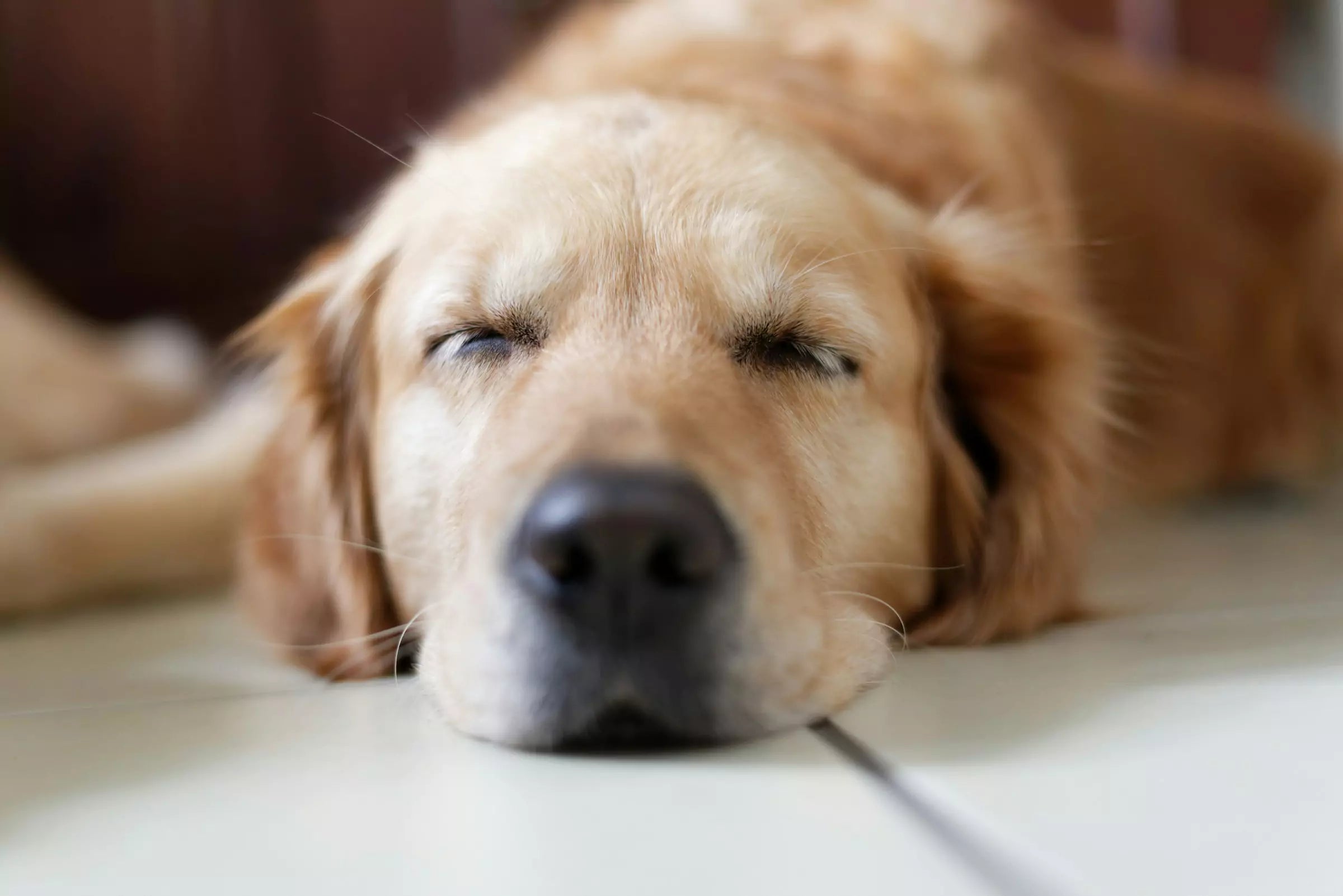 How Much Should Dogs Sleep