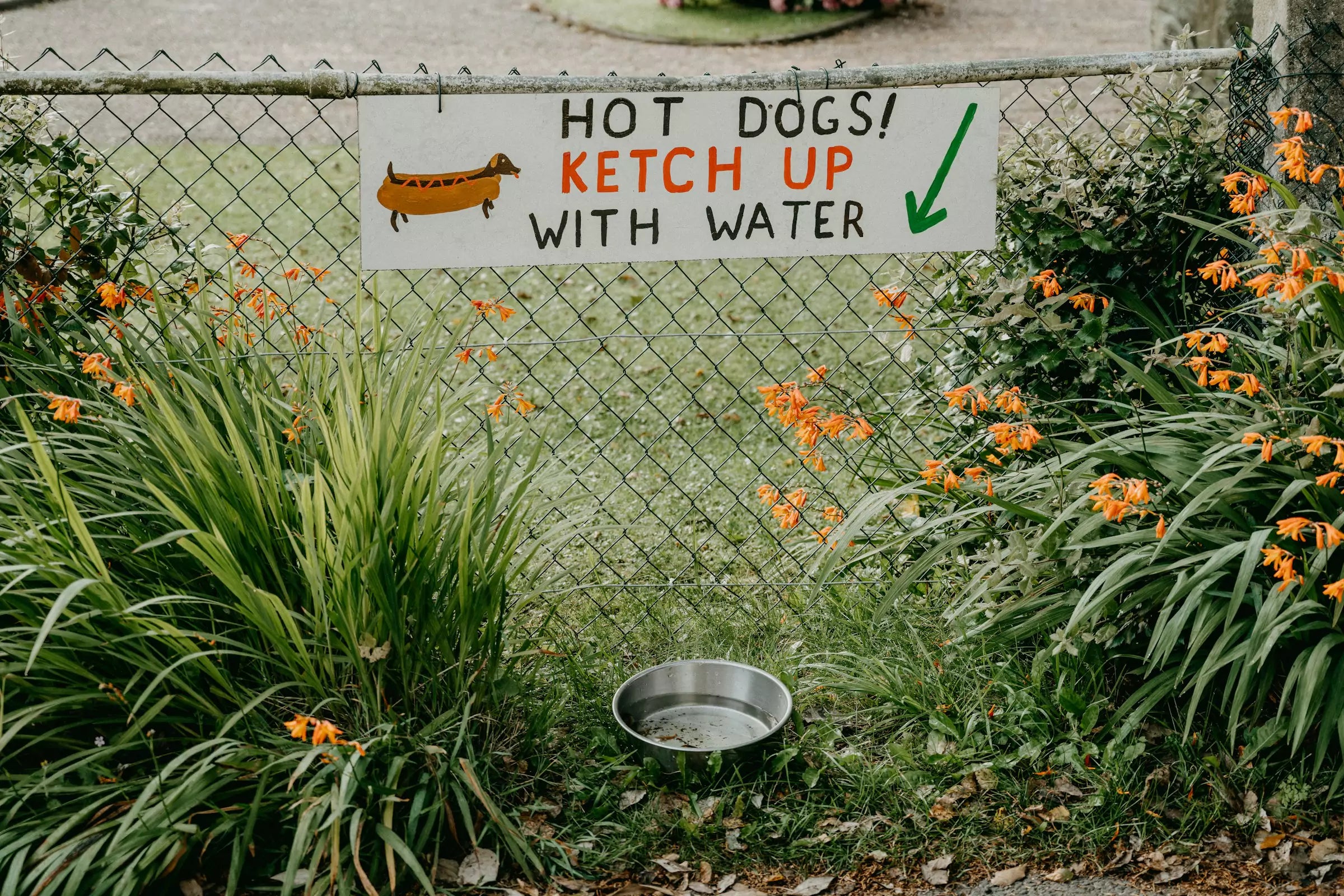 How Much Water Does a Dog Need Daily?