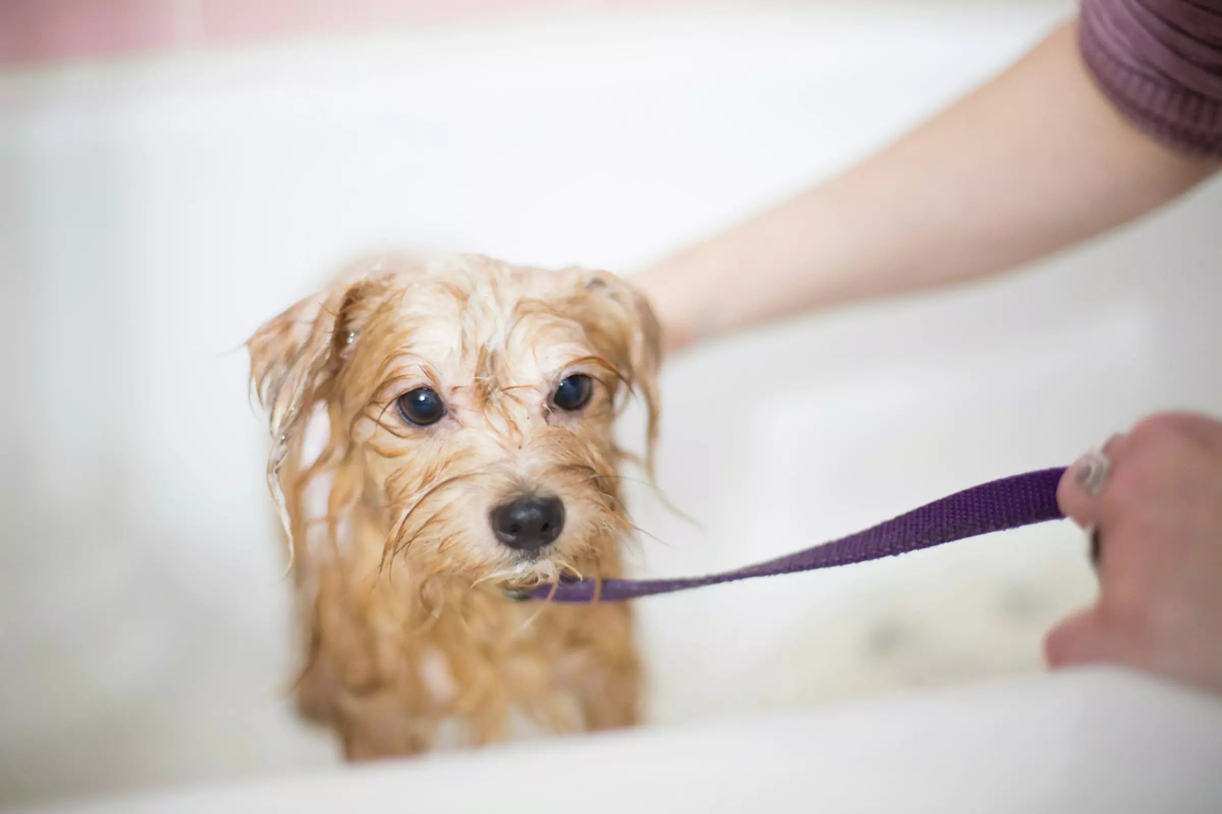 How Often Should I Bath My Dog