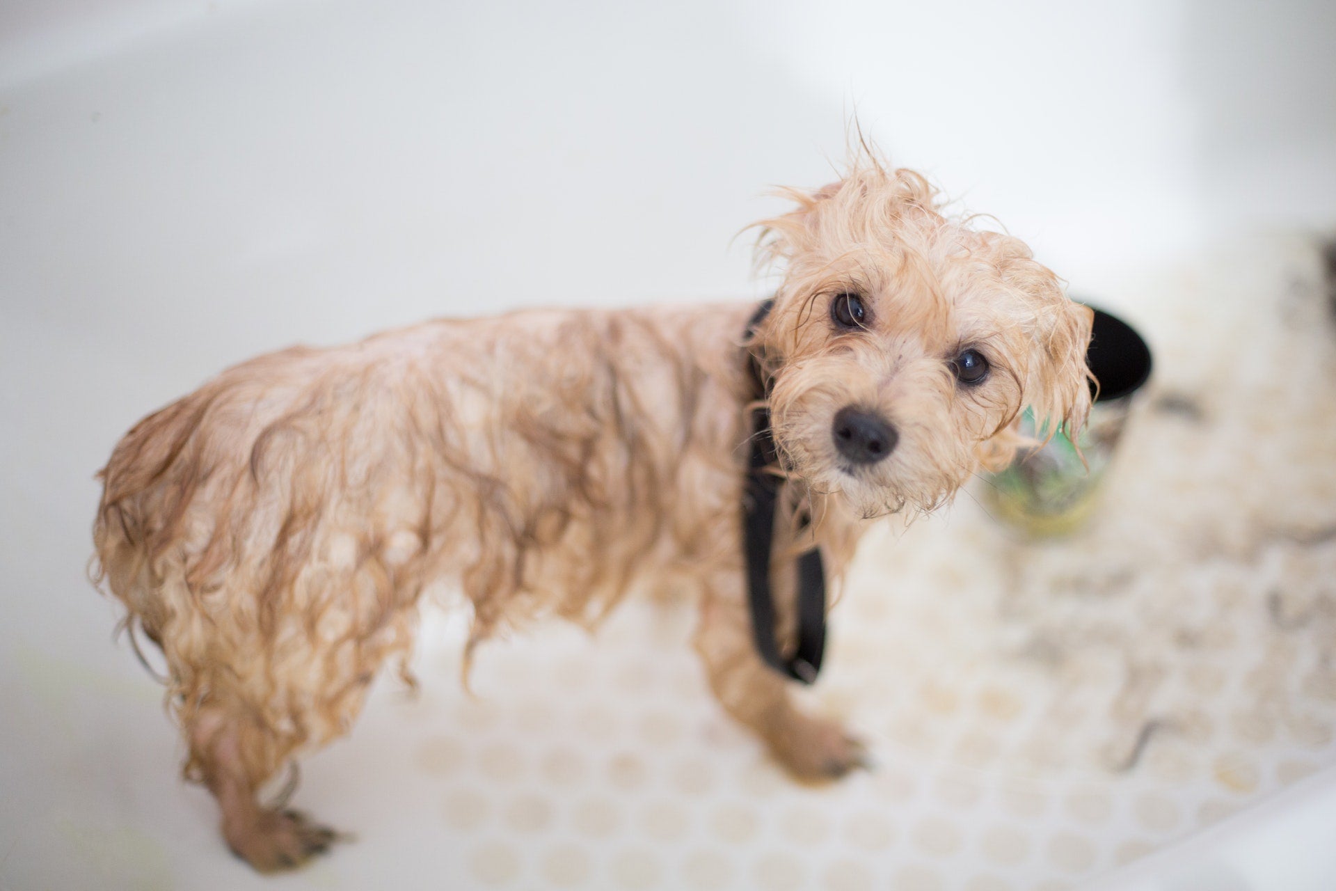 How Often Should You Bath Your Dog?