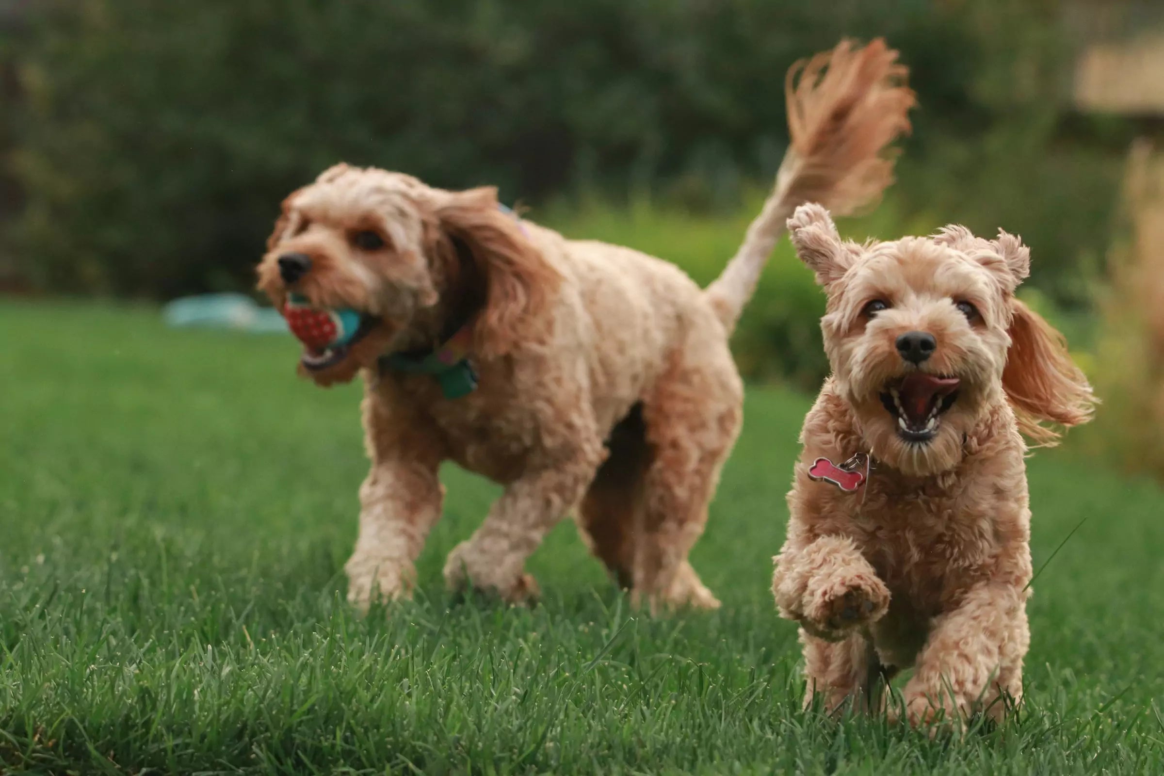 How to Find the Right Dog Playdate