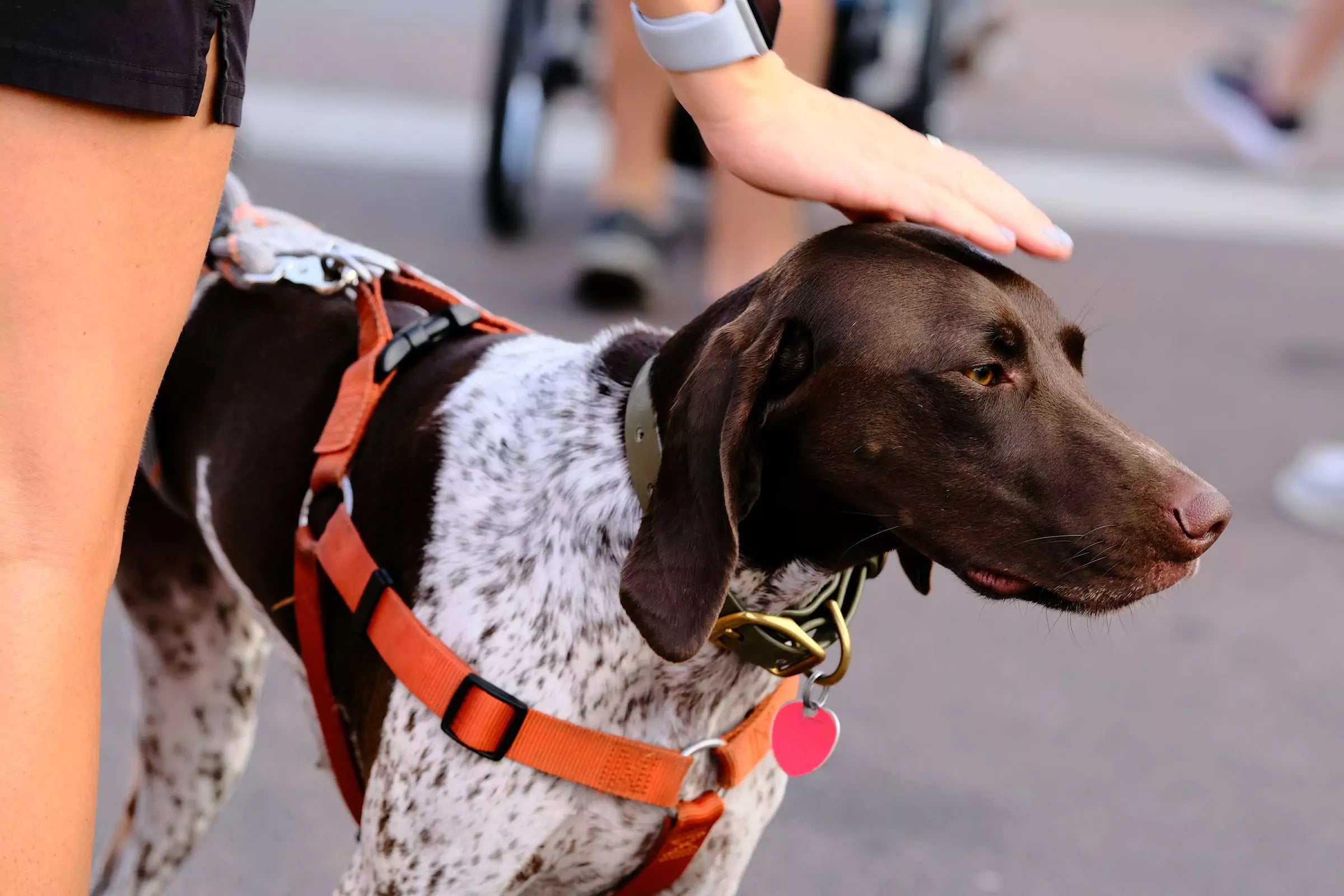 How to Introduce a Harness to a Nervous Dog Canine Culture