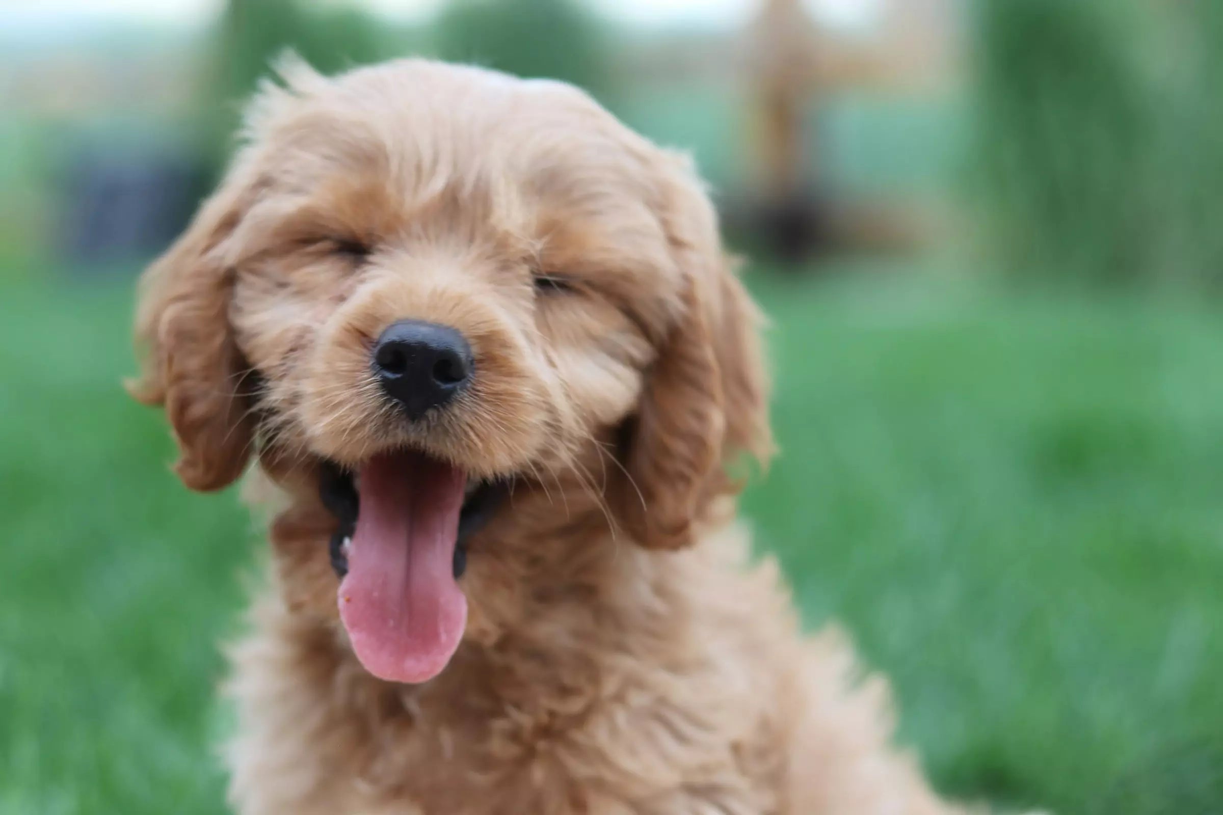 Top 50 Most Popular Names for Boy & Girl Dogs