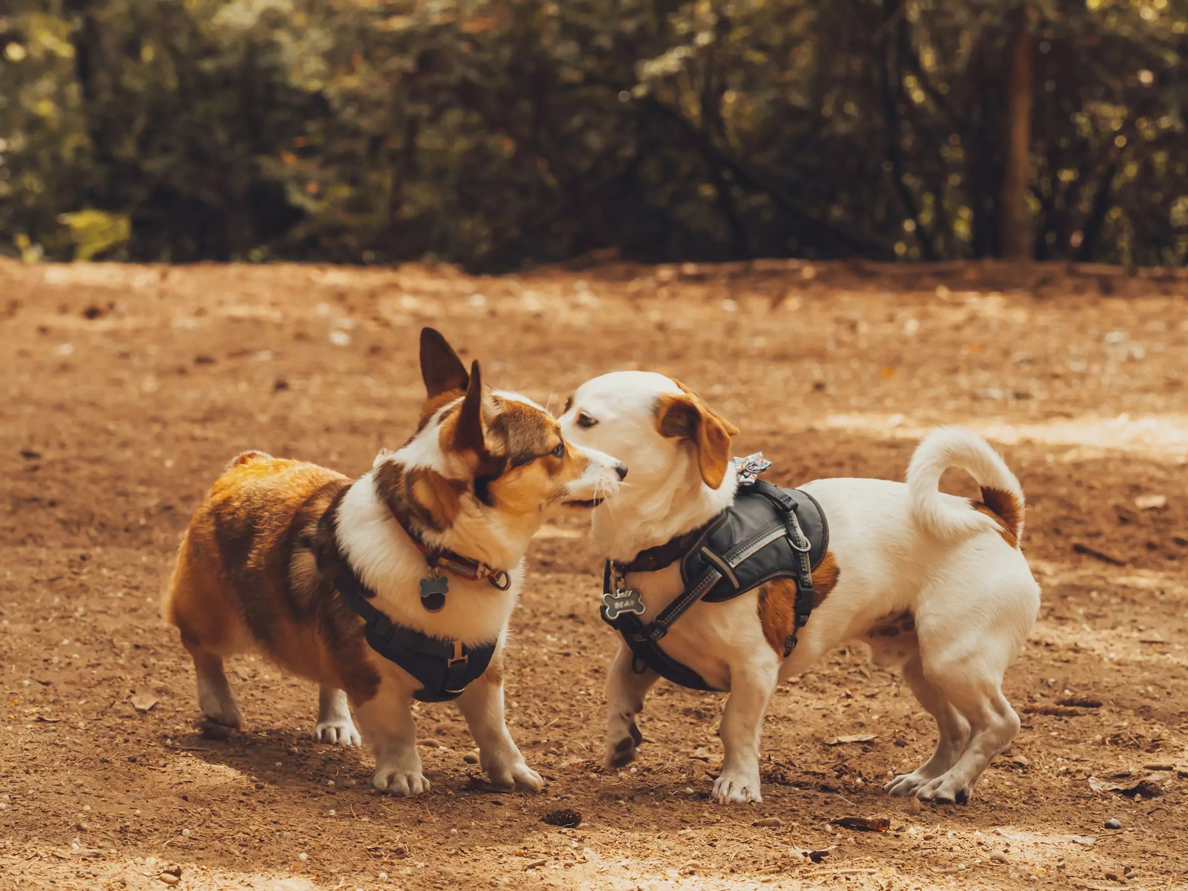 canine culture dog harness dog collar