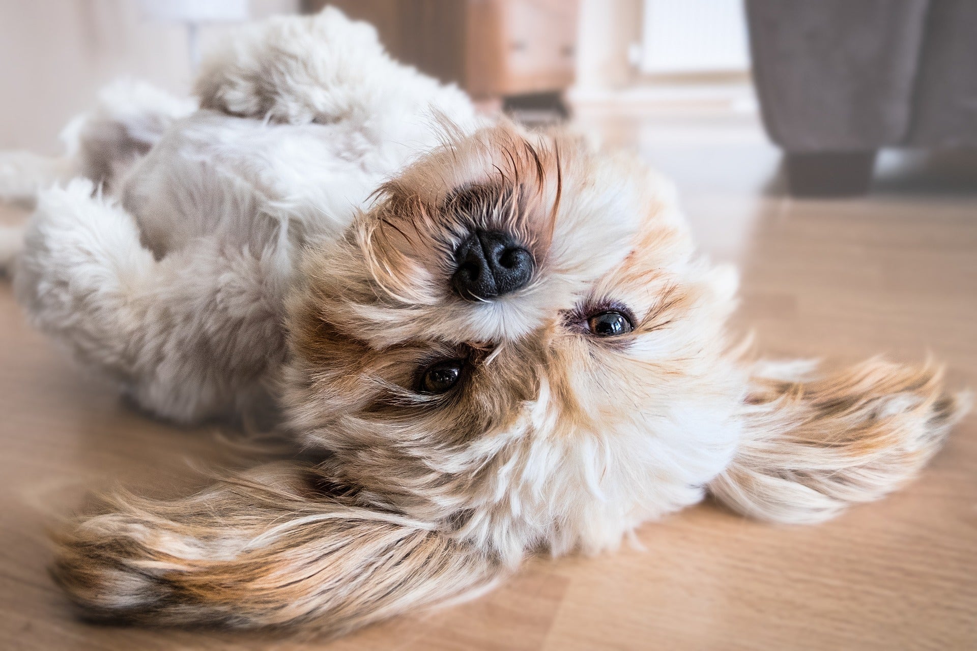 How to Keep Your Pup's Fur and Your Sanity Intact
