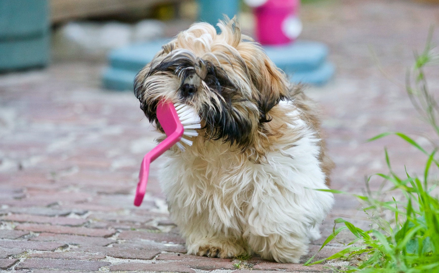 How to Prevent Dental Disease in Dogs