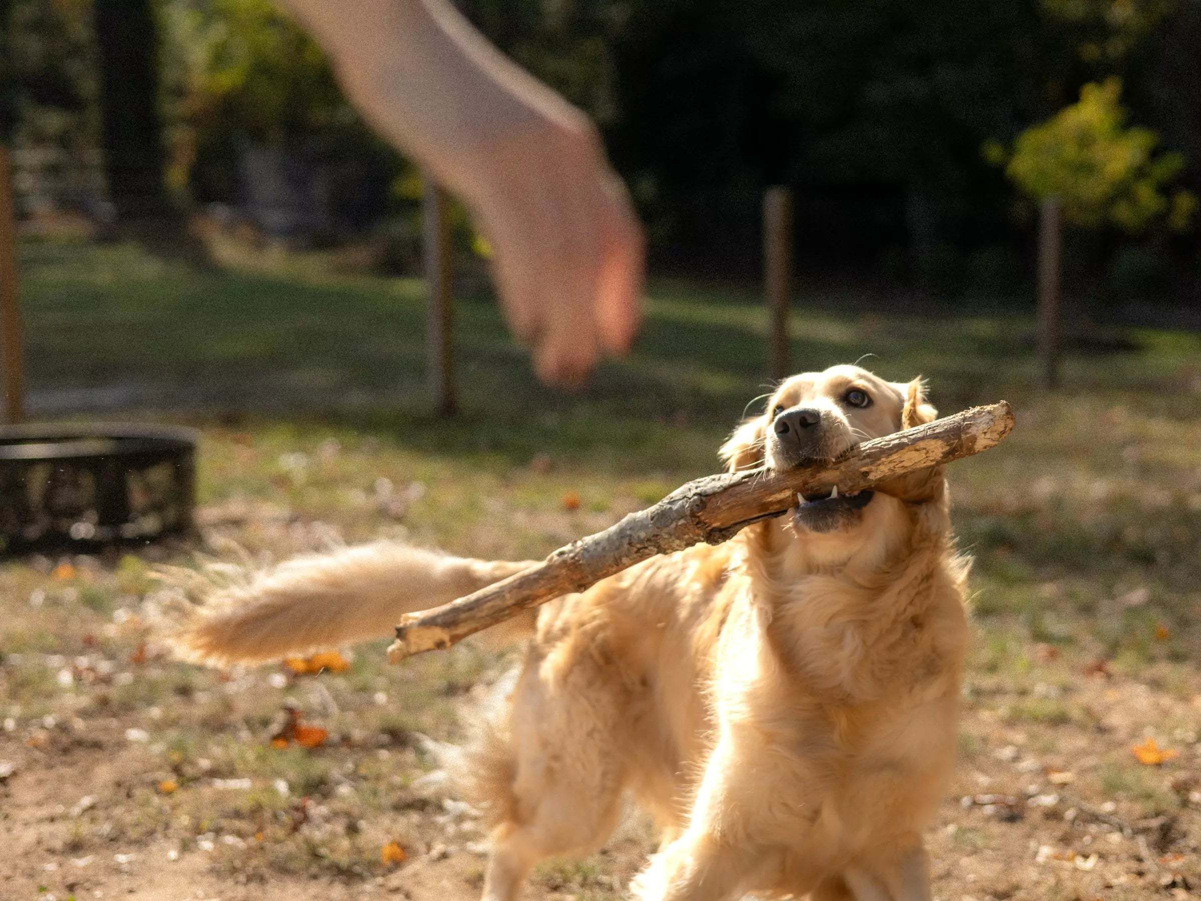 How to Spot Early Signs of Arthritis in Your Dog