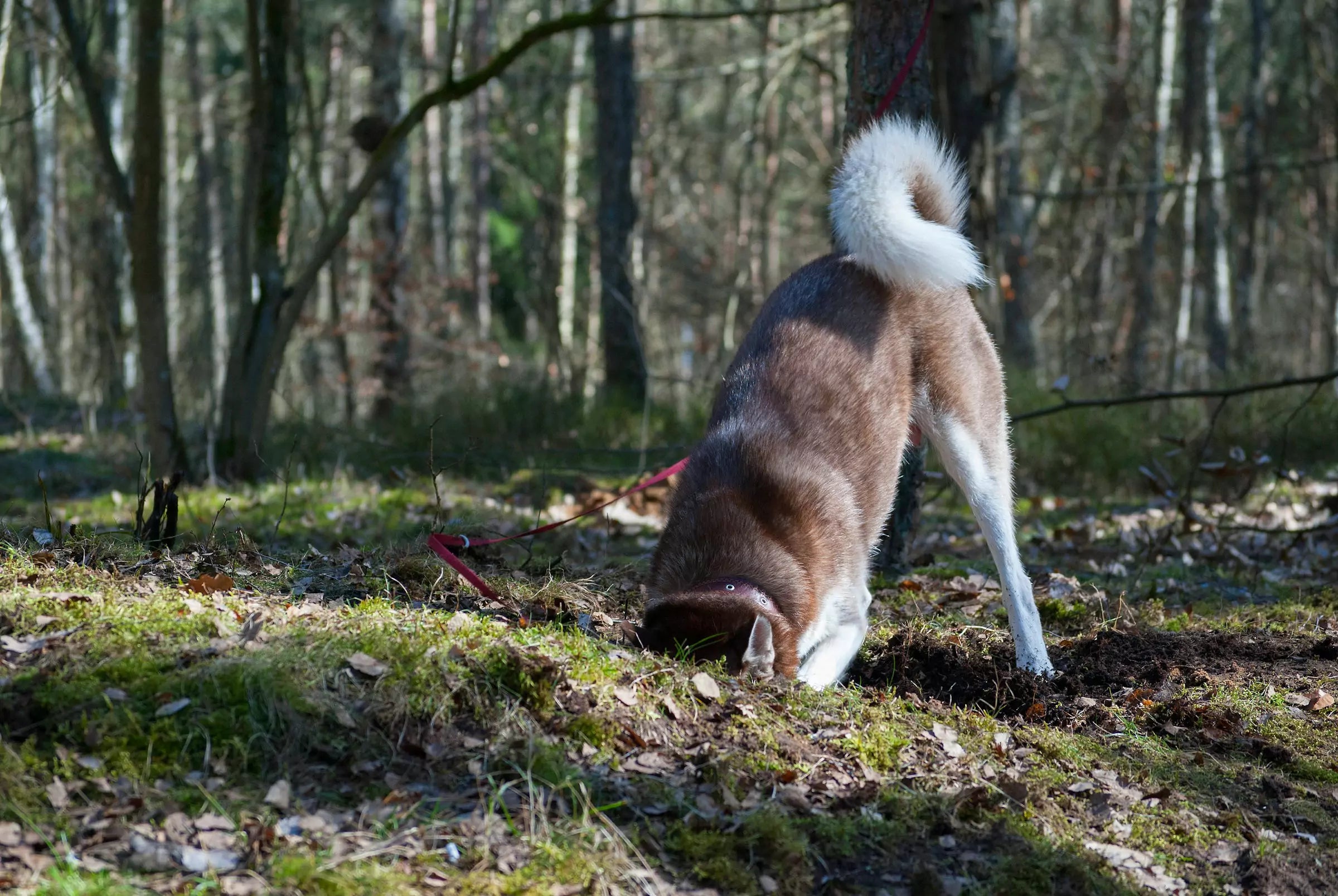 How to Stop Your Dog Digging Up the Garden Canine Culture