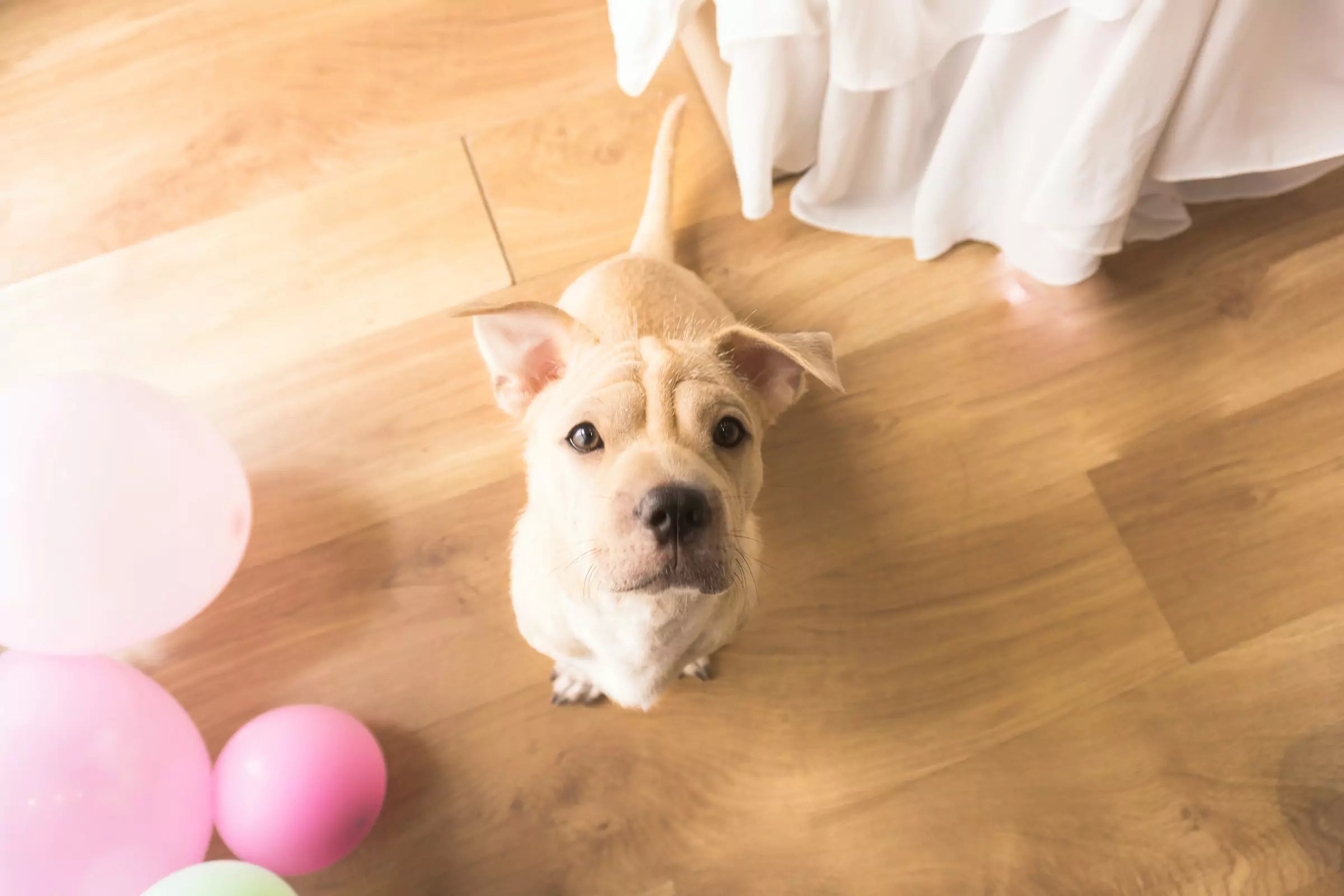 How to Stop Your Dog Peeing in the House Canine Culture