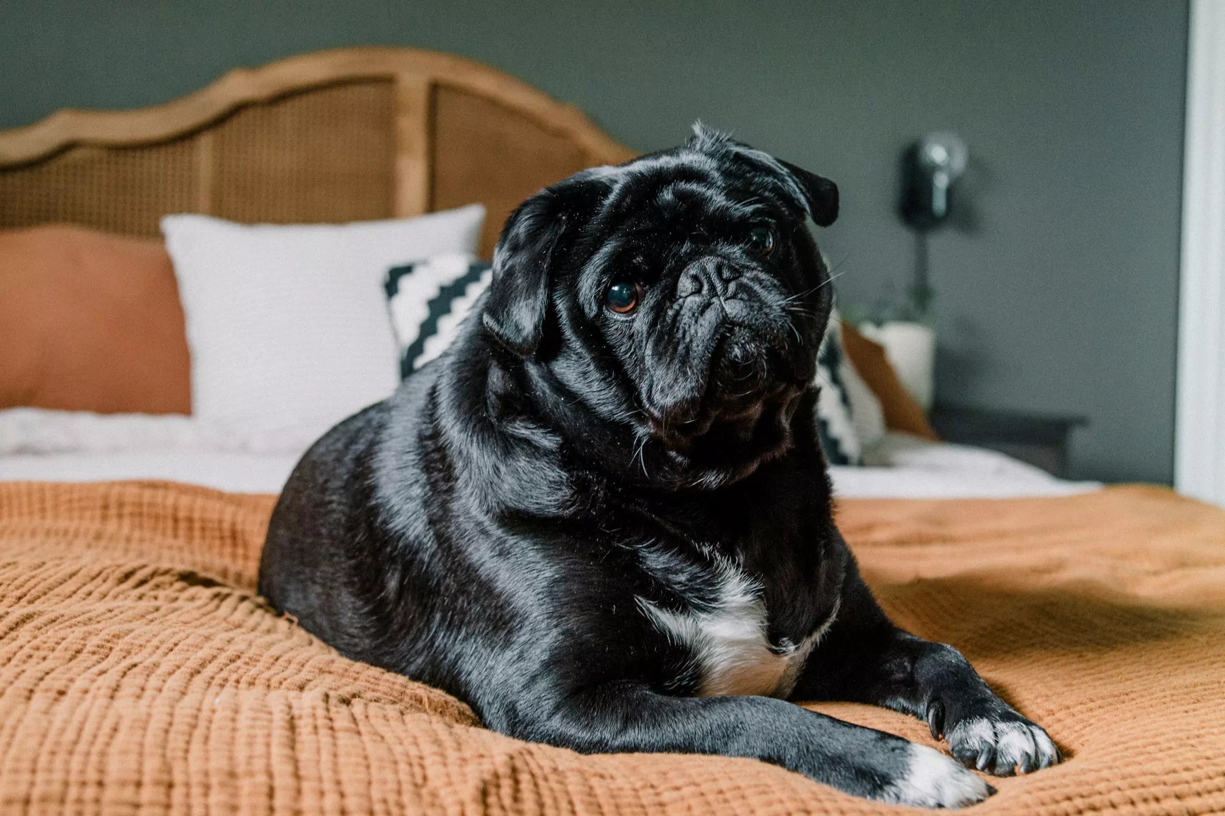 Why Do Dogs Circle Before Lying Down?