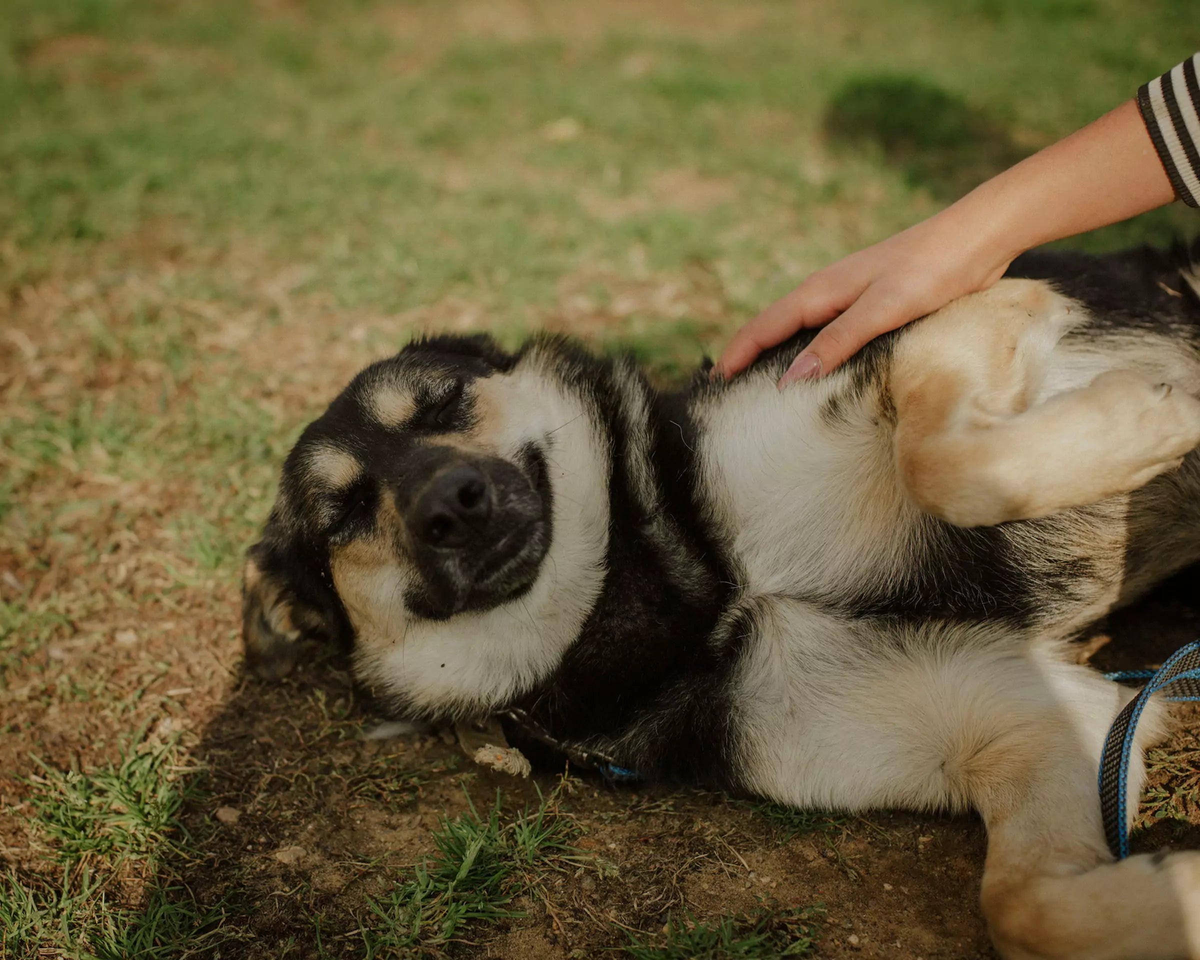 Natural Remedies for Itchy Dogs Canine Culture