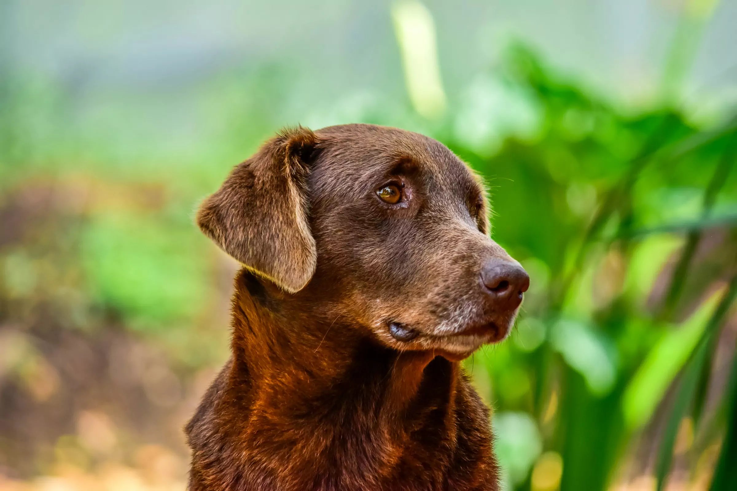 When Should I Switch My Dog to Senior Dog Food