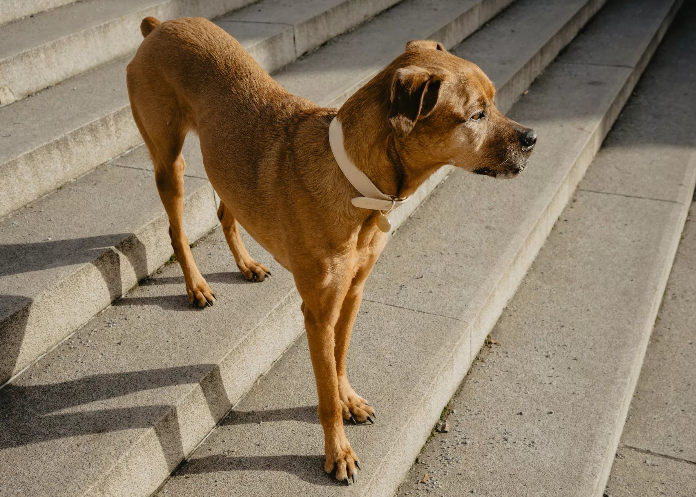 Should Older Dogs Use Stairs (A Guide for Senior Dogs)