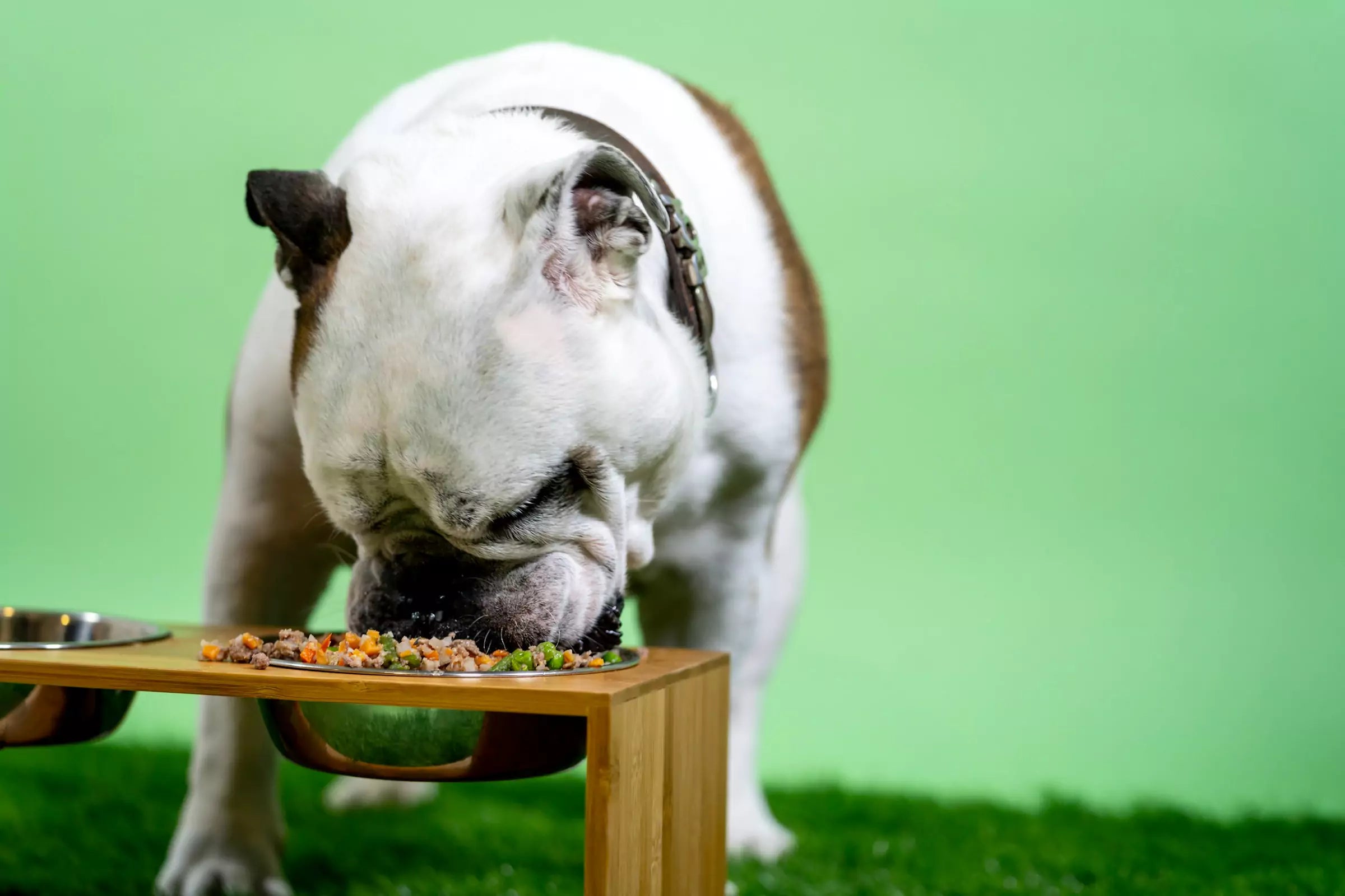 The Benefits of Grain-Free Dog Food