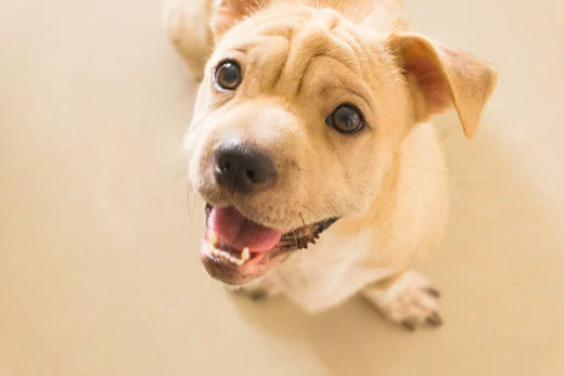 Top 5 Easiest Dog Breeds to Own