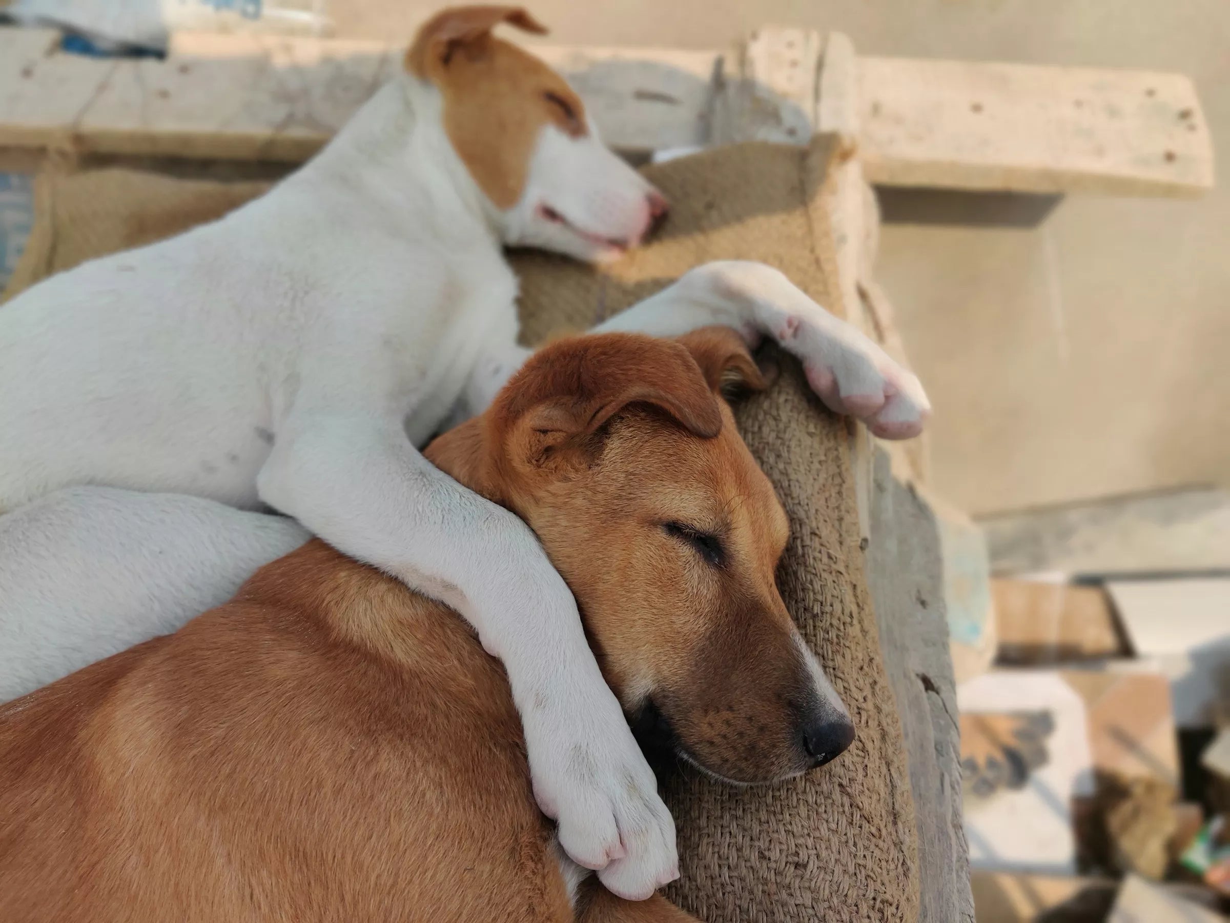 How Dogs Make Us Better Humans