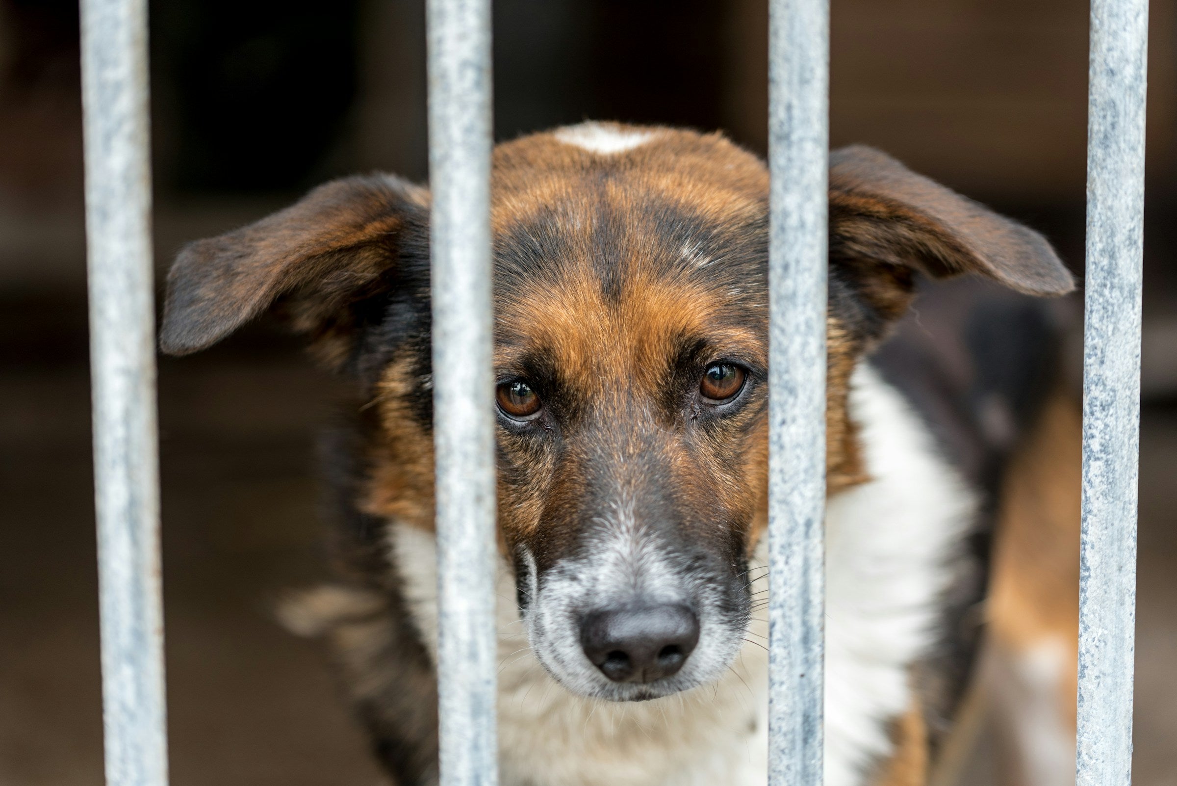 What Should I Consider Before Adopting a Dog