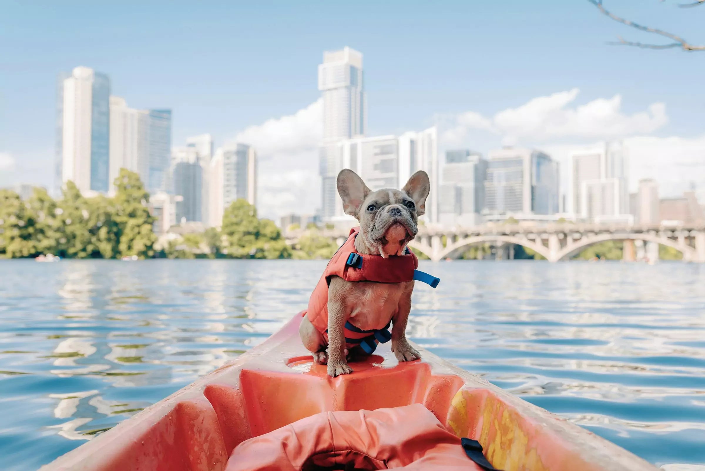 What Should I Pack for a Trip with My Dog
