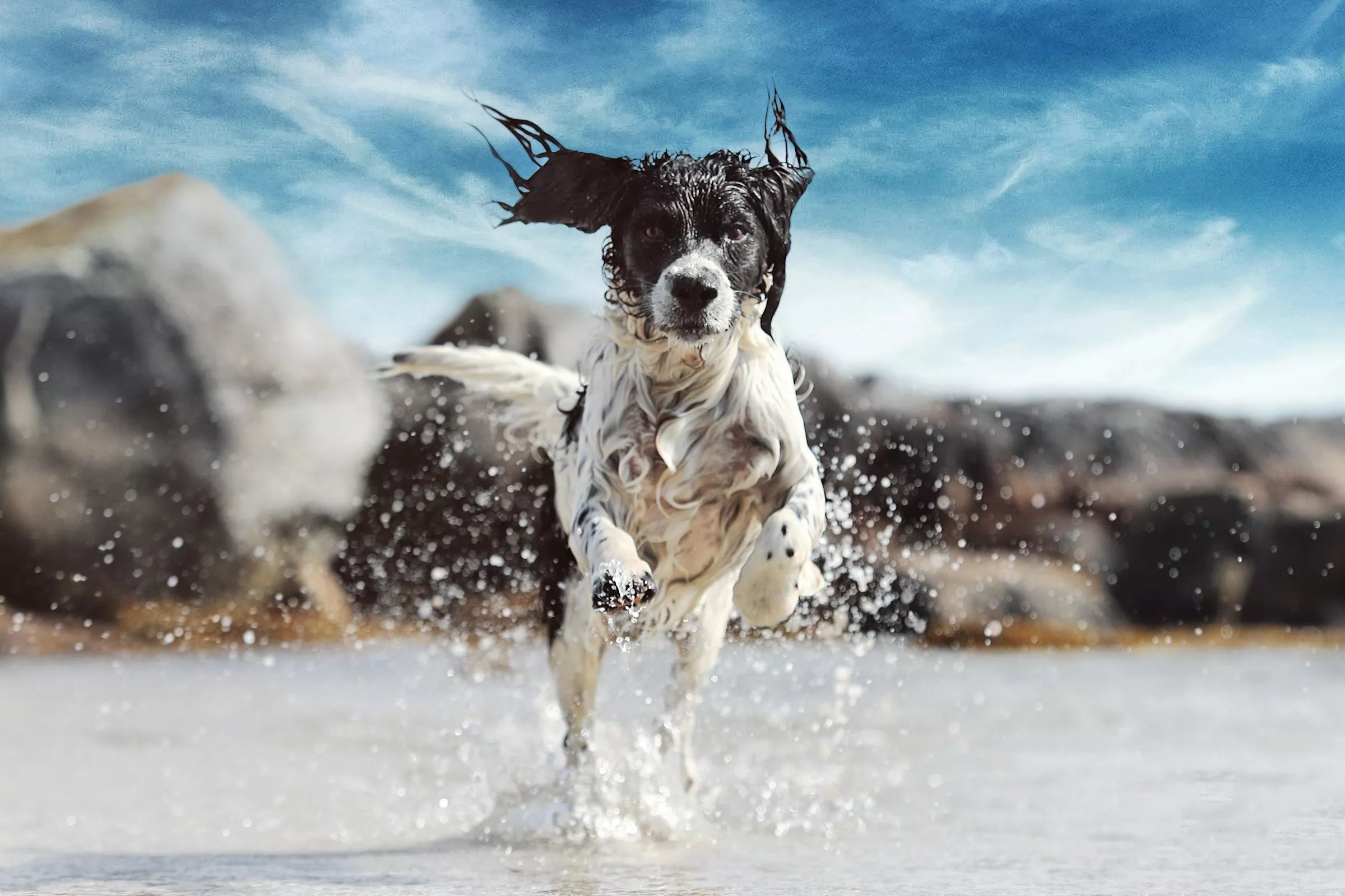 What Temperature Is Too Hot for Dogs (Dog Weather Safety Guide)