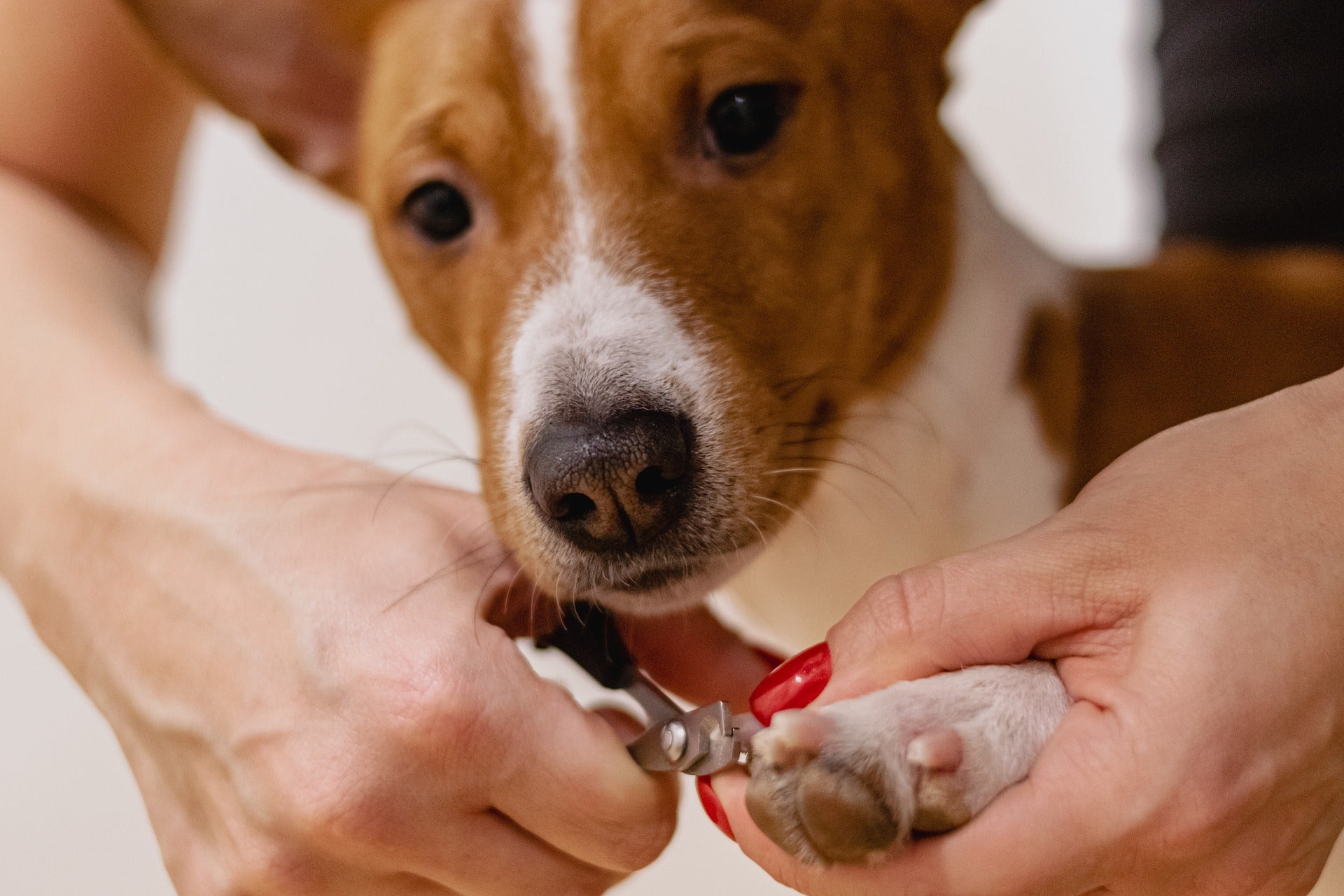 What To Do When Your Dog Breaks Their Nail