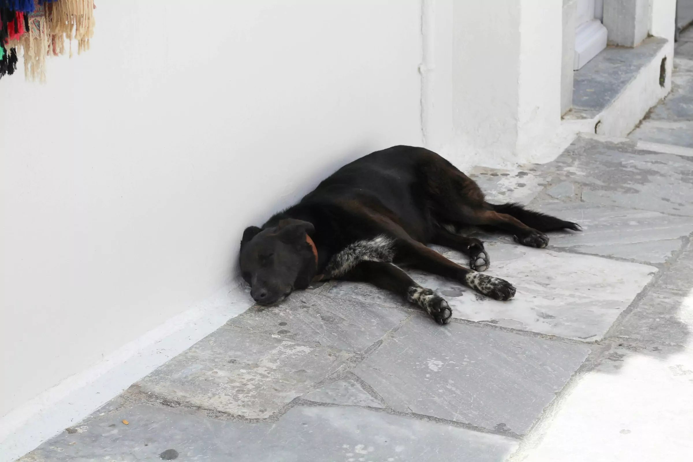What to Do If Your Dog Gets Lost Canine Culture