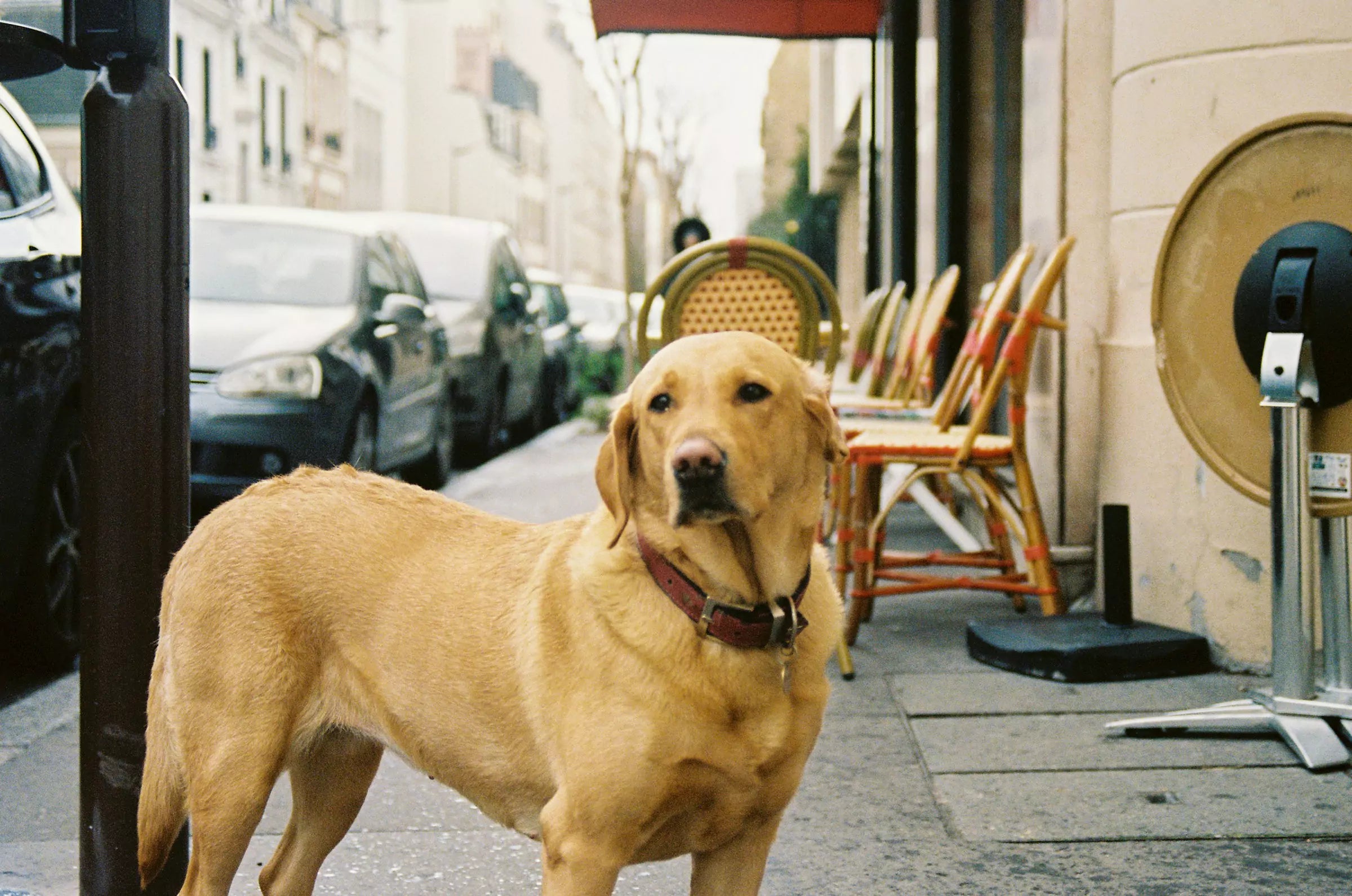 Why Routine Is Important for Dogs
