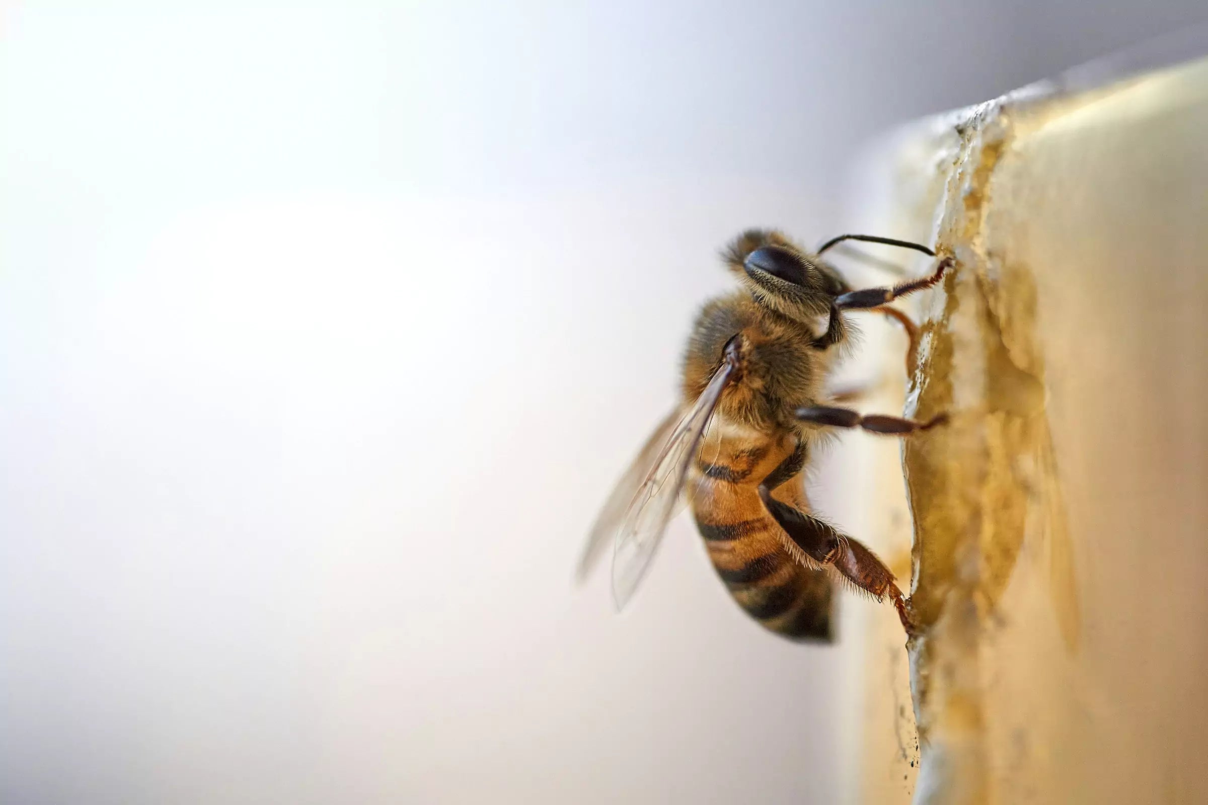 What to Do If Your Dog Gets Stung by a Bee or Wasp
