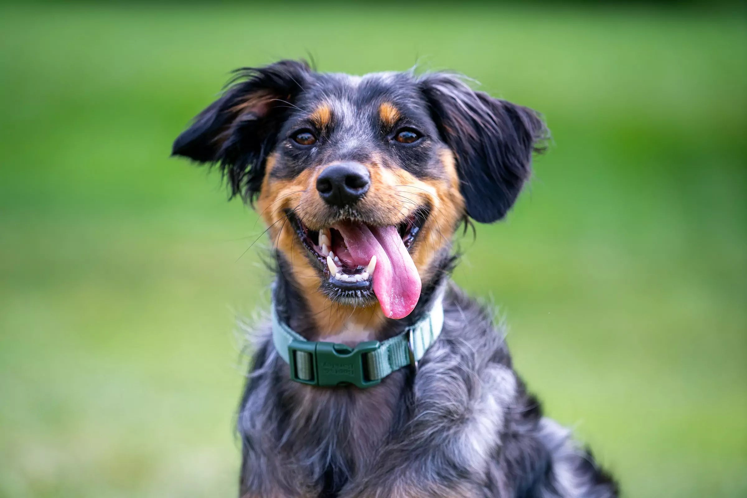 What to Do if Your Dog Has Bad Breath