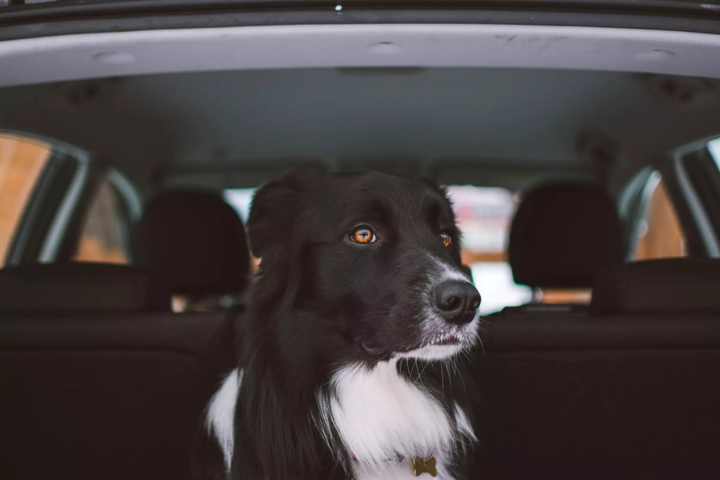 What to Pack for a Road Trip with Your Dog Canine Culture