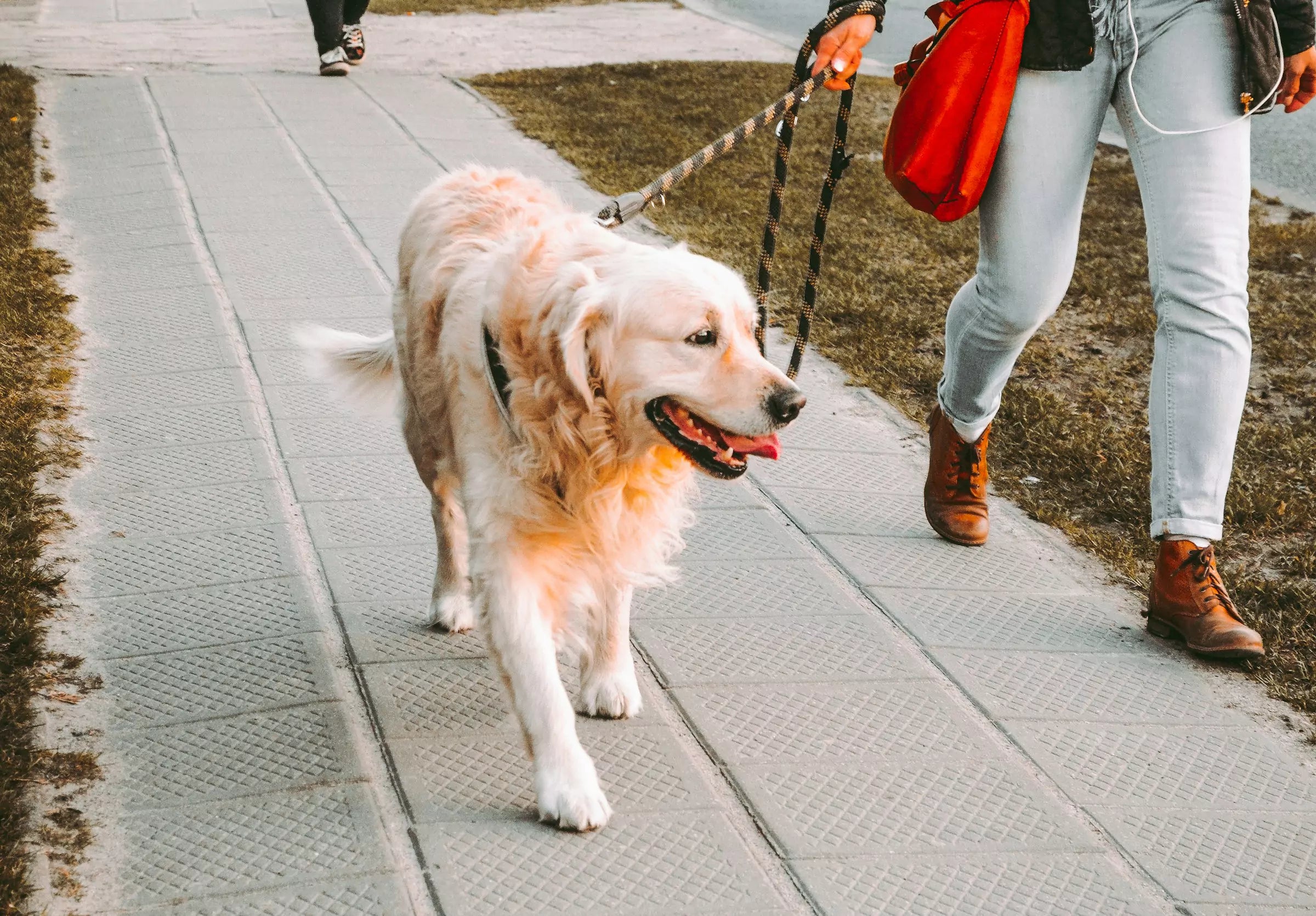 How to Keep Your Dog Cool on a Walk (Full Guide)