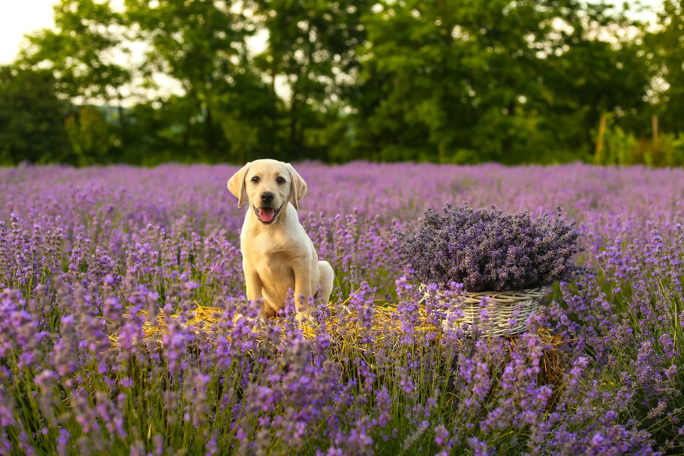 Can Puppies Run Long Distances? (Safe Exercise by Age)