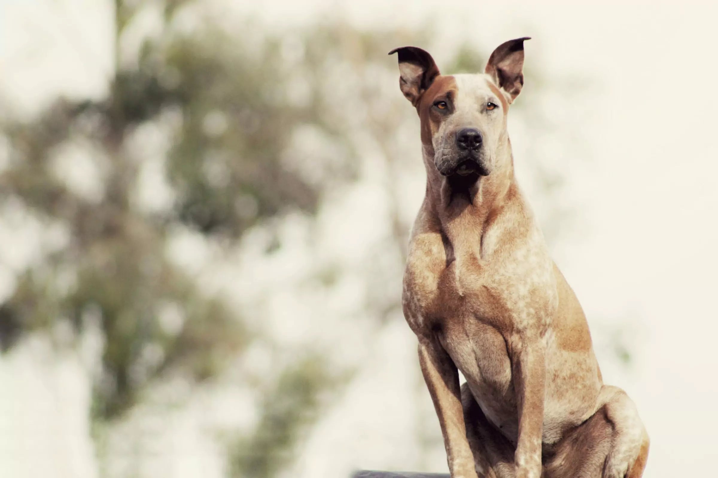 Where Are Lymph Nodes on Dogs Canine Culture