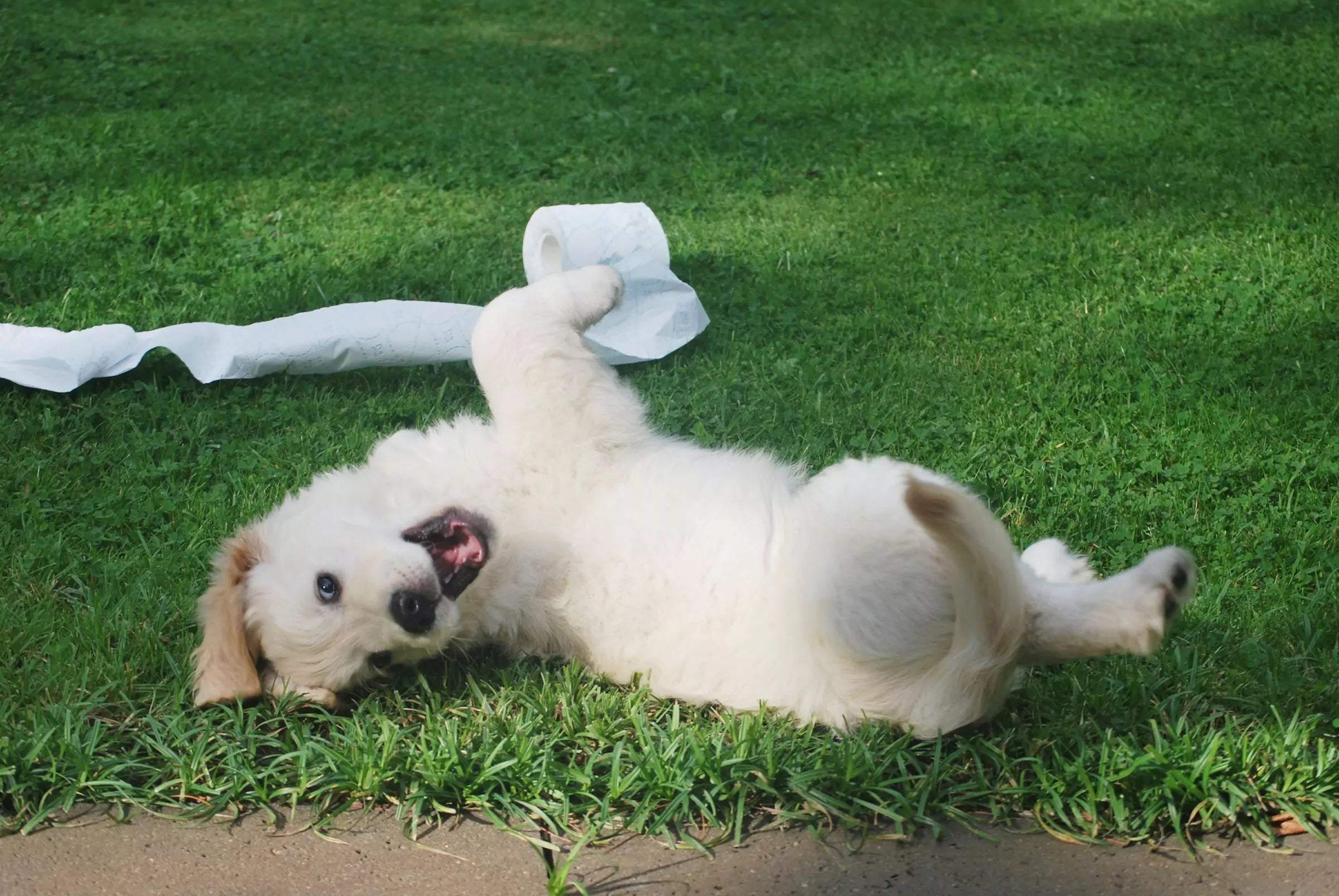 Where Is a Dog’s Belly Button