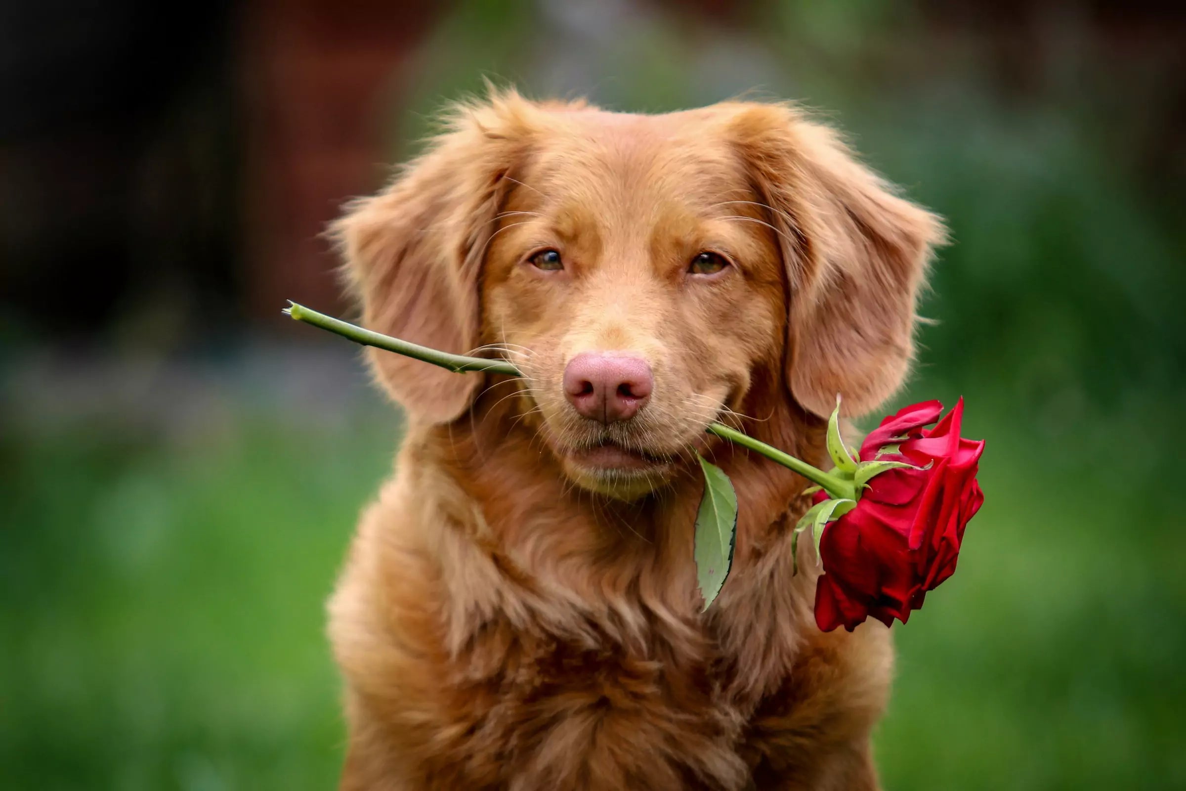 Where Is a Dog's Heart Located Canine Culture