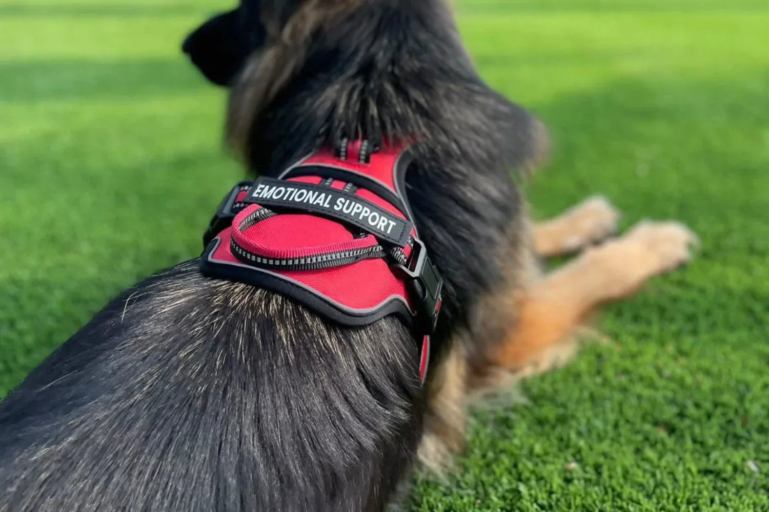 Which Custom Dog Harness Should I Get Canine Culture