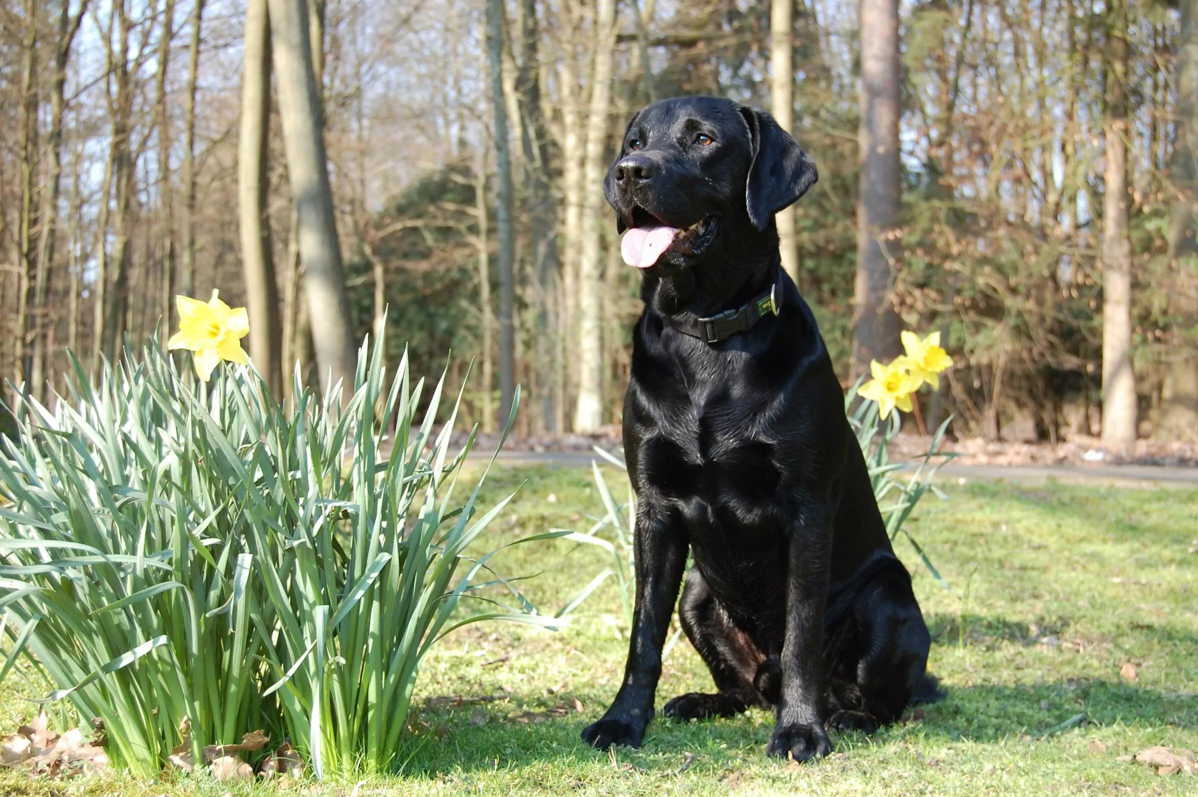 5 Ways to Build a Stronger Bond With Your Dog