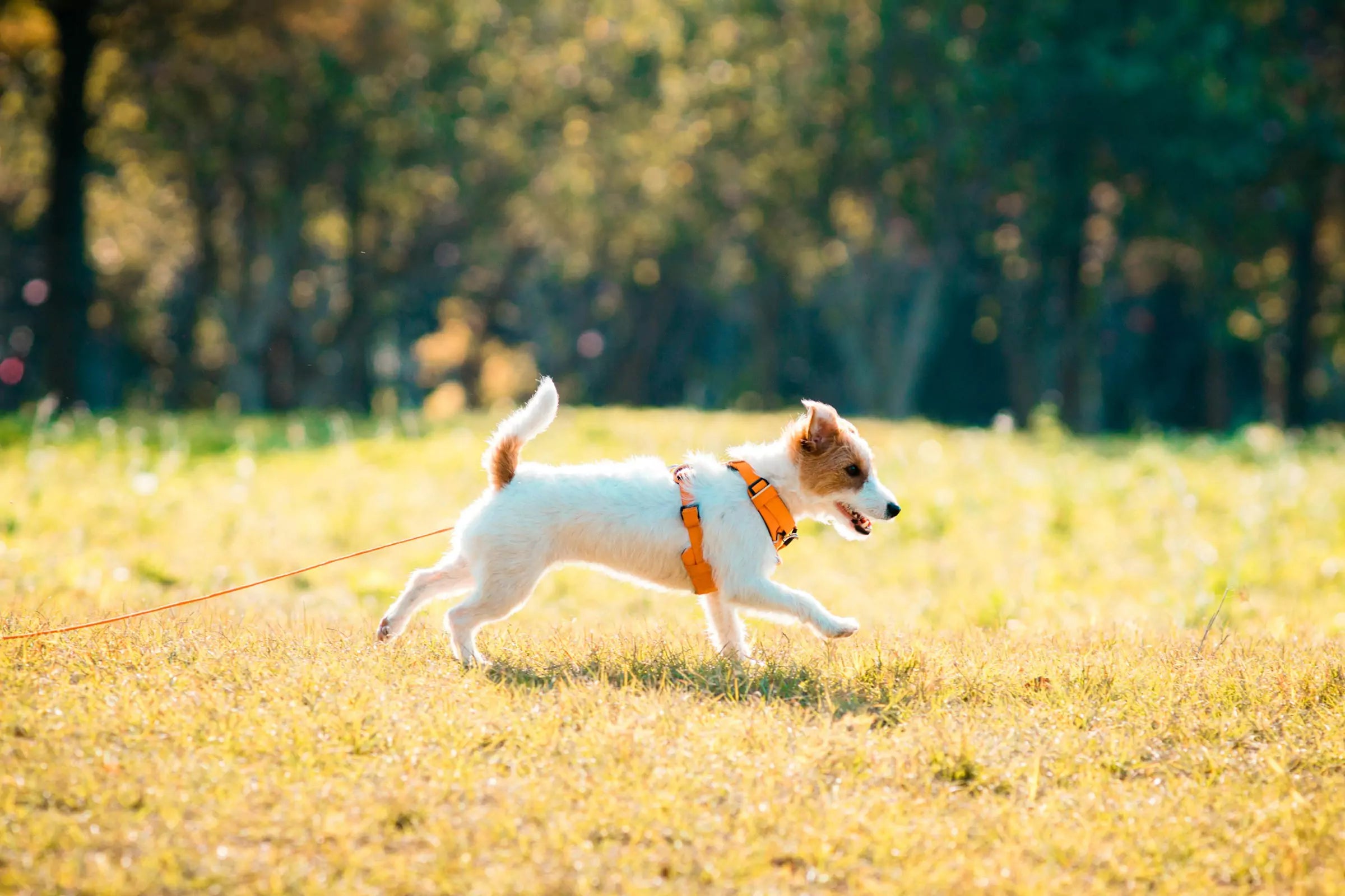 Which Dog Breeds Live the Longest CANINE CULTURE