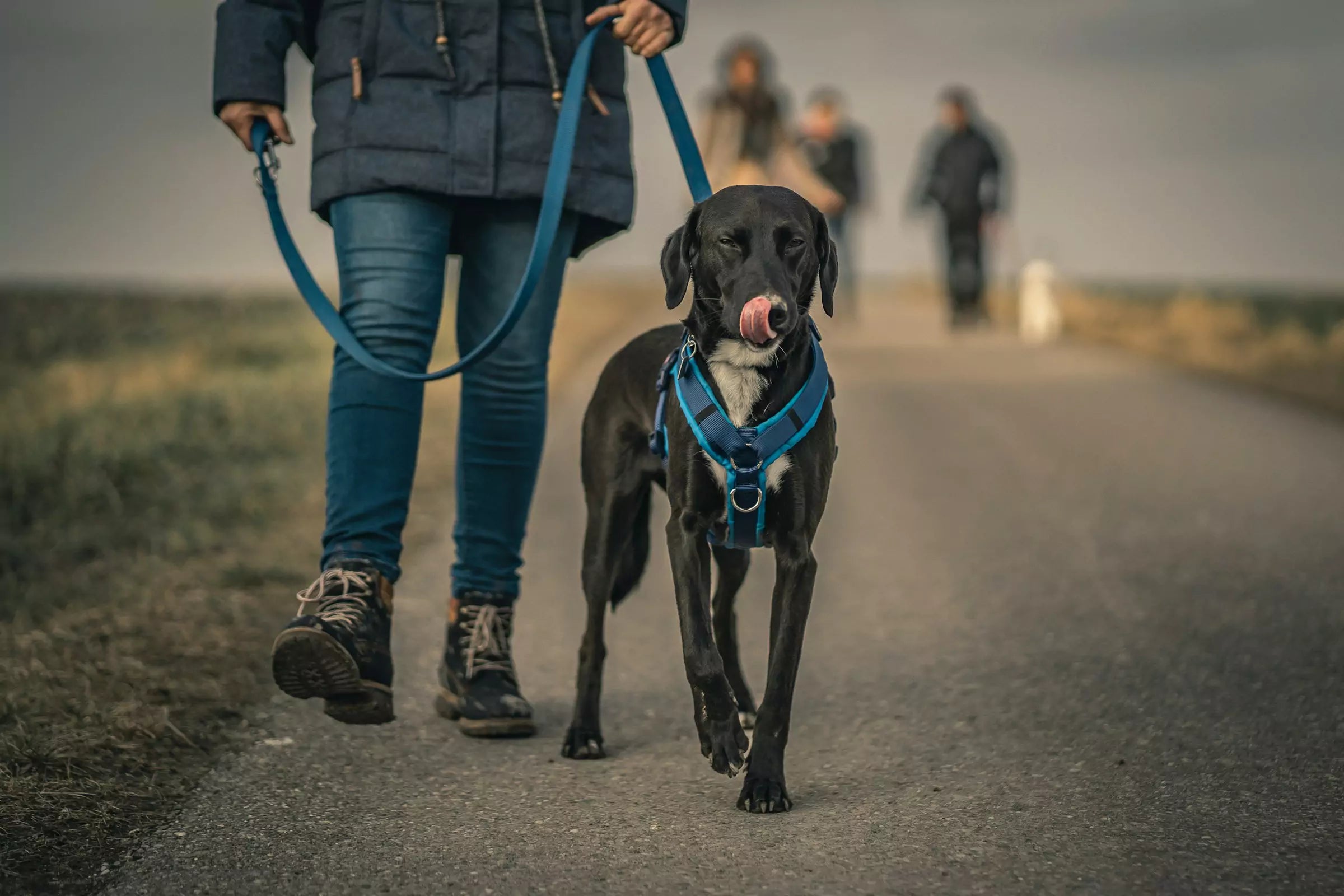 3 Reasons To Choose a Dog Harness Over a Collar