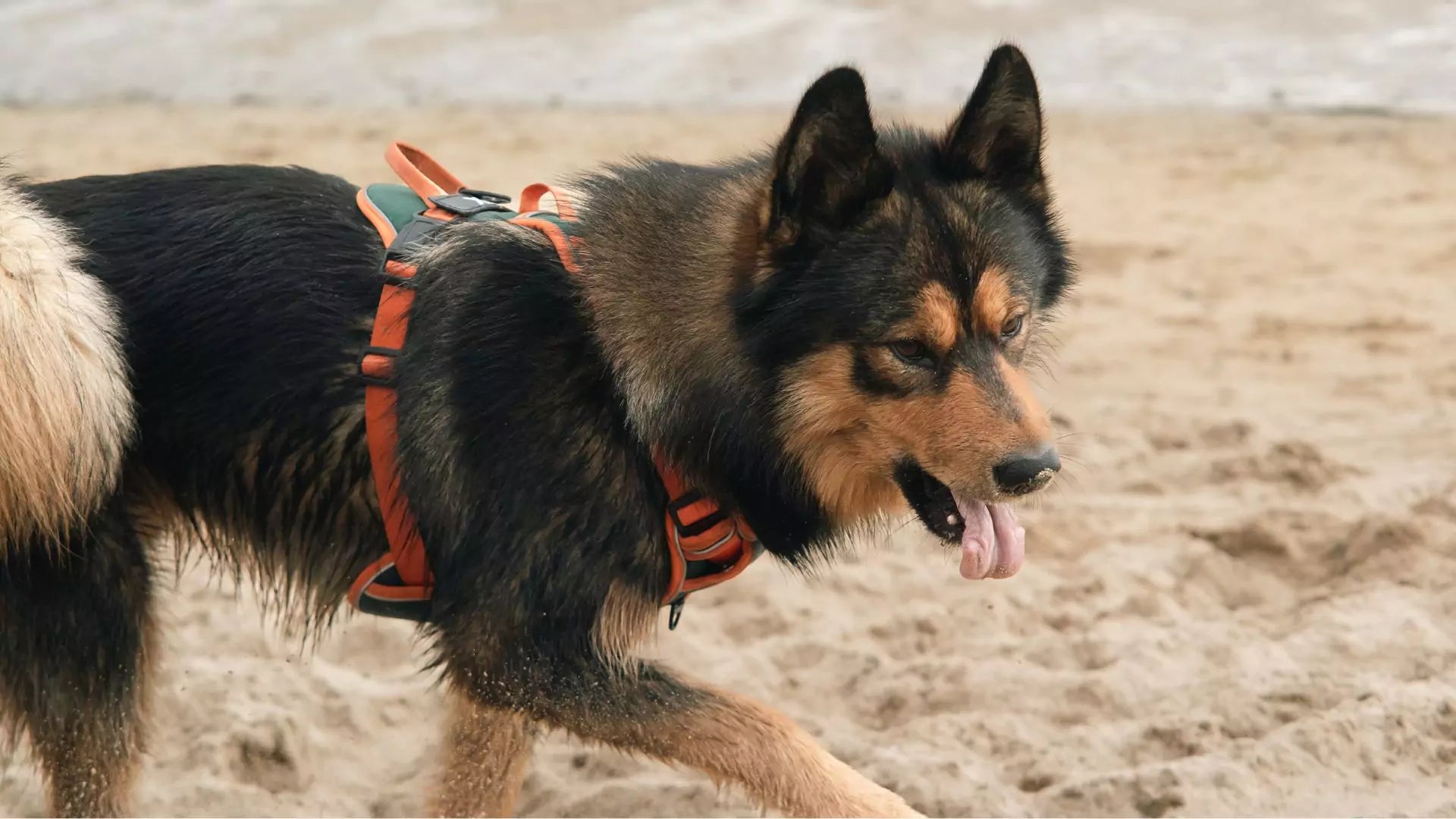 Why Custom Dog Harnesses Are the Latest Pet Trend
