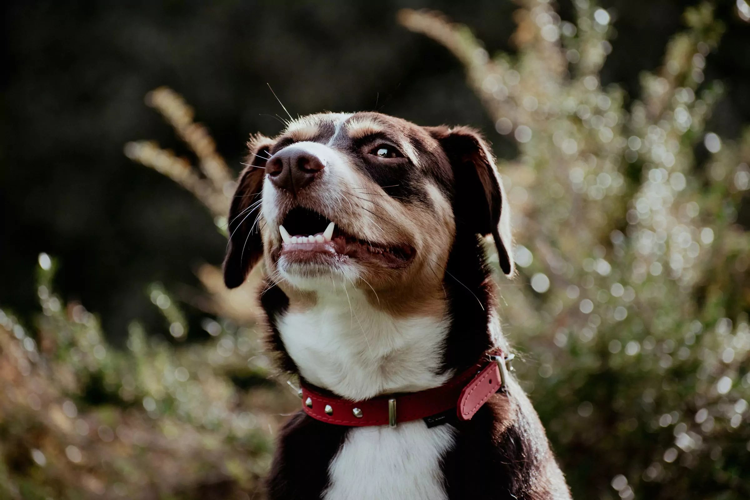 Why Dental Care Is Crucial for Dogs Canine Culture
