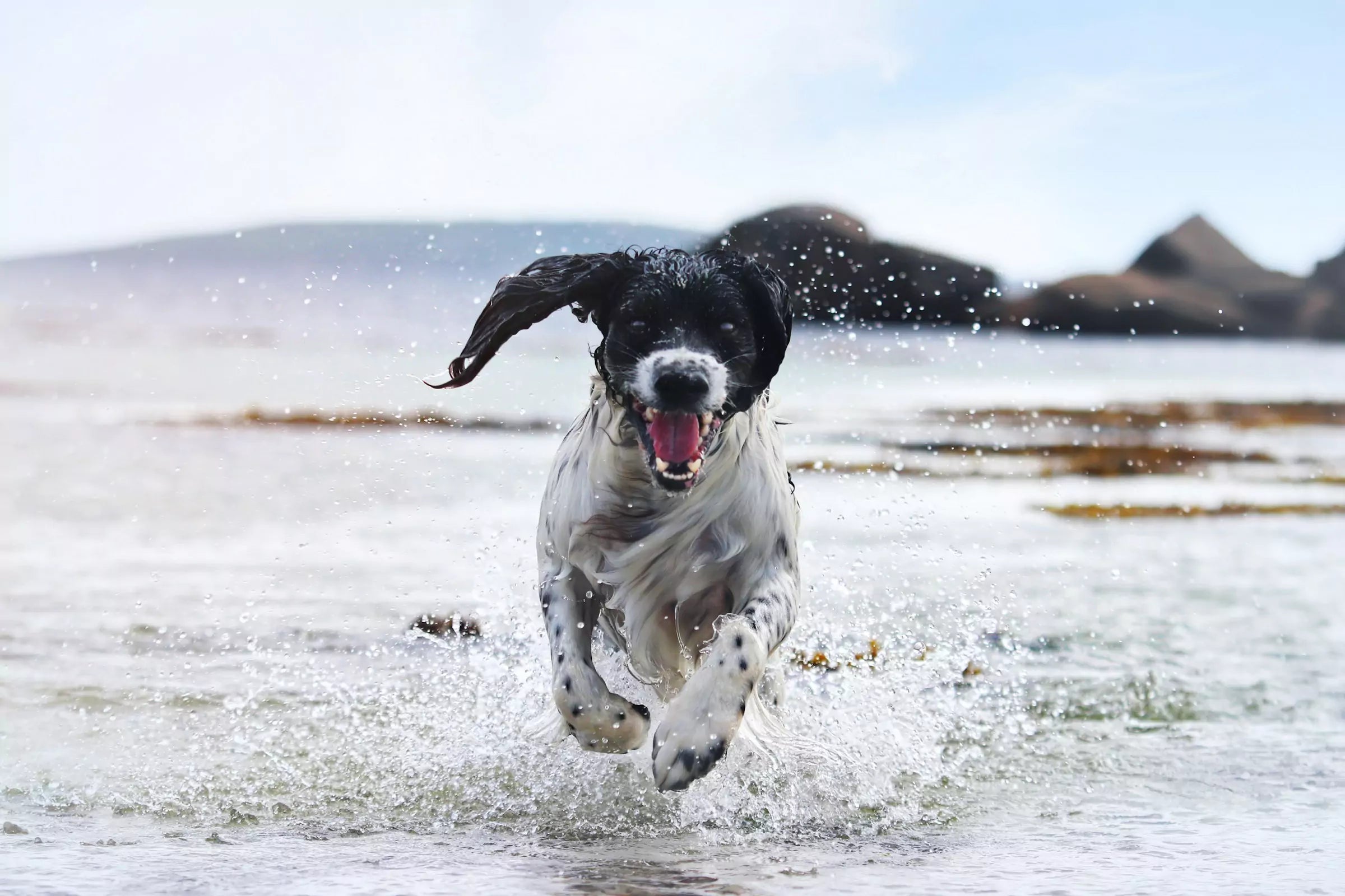 Why Do Dogs Get Zoomies Canine Culture