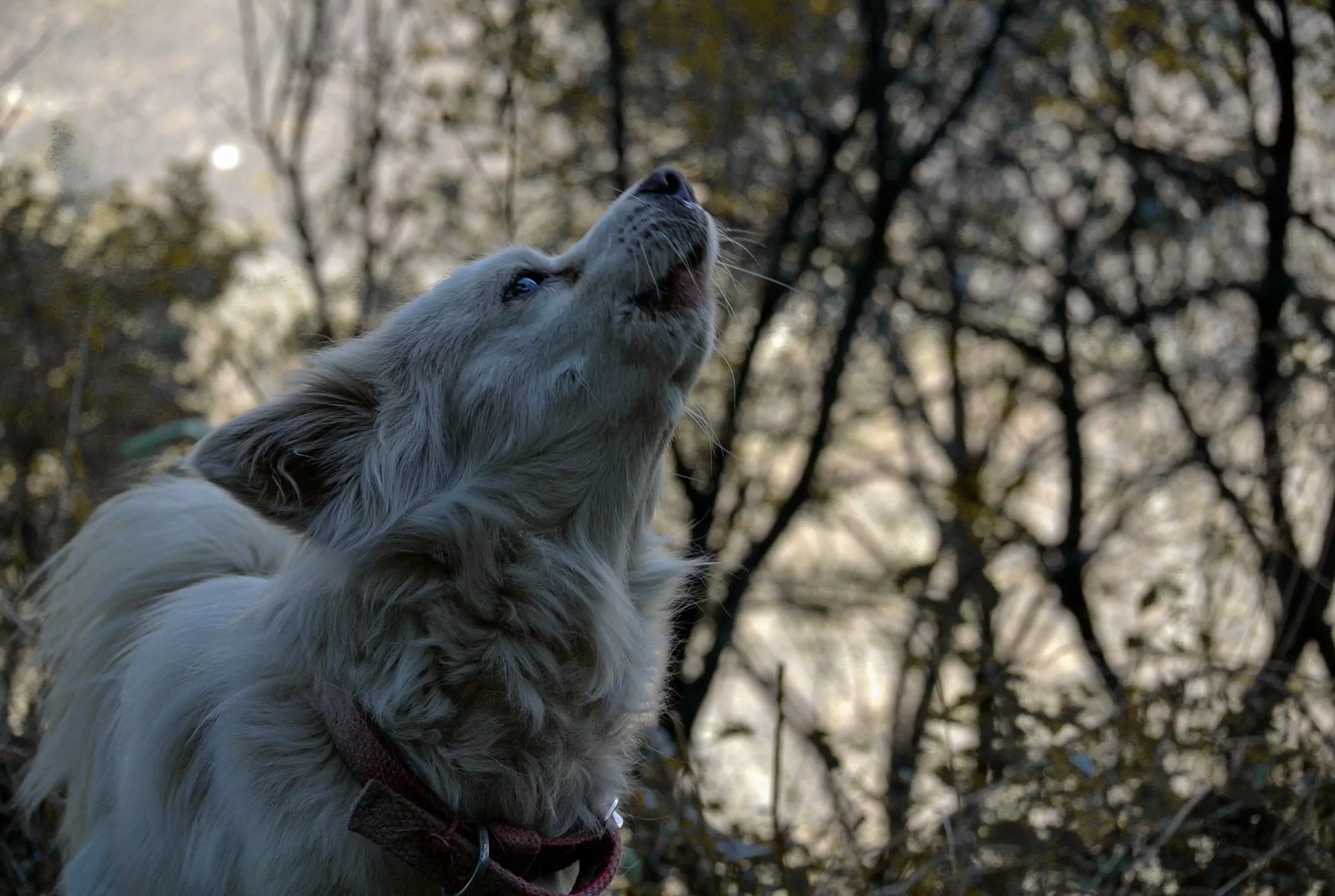 Can Dogs Remember Their Past?