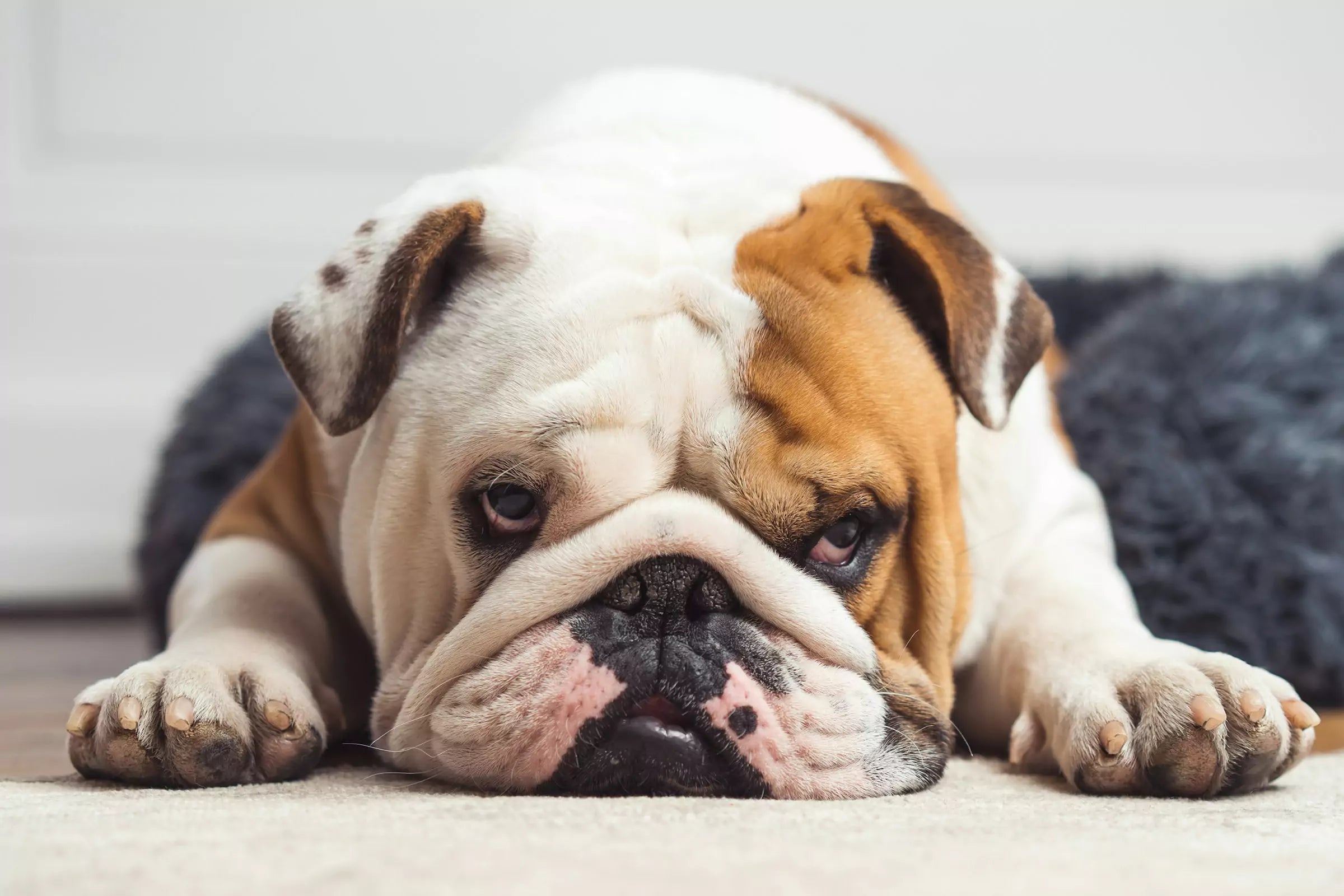 Why Do Dogs Sleep in Weird Positions Canine Culture