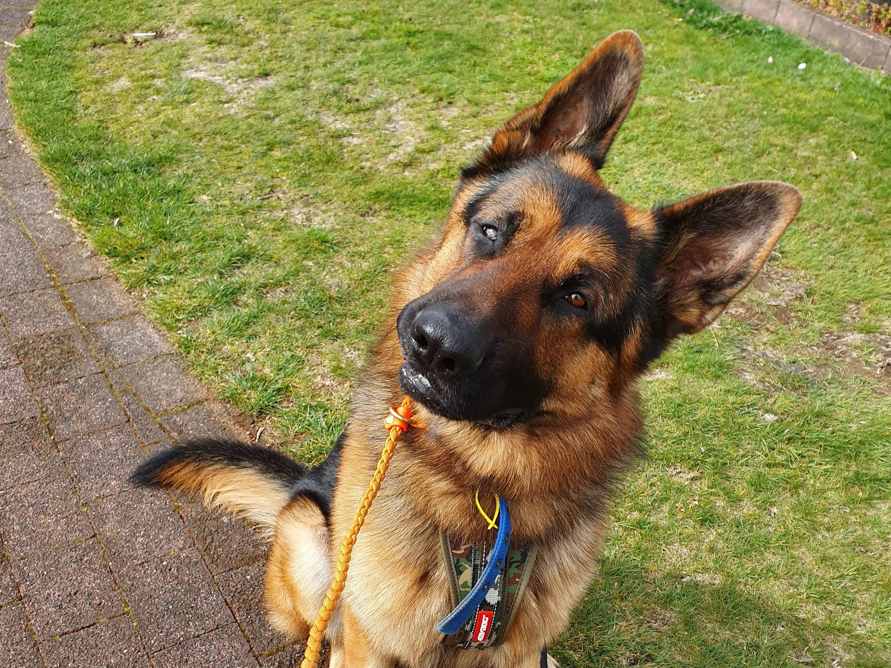 What Does It Mean When Your Dog Stares at You?